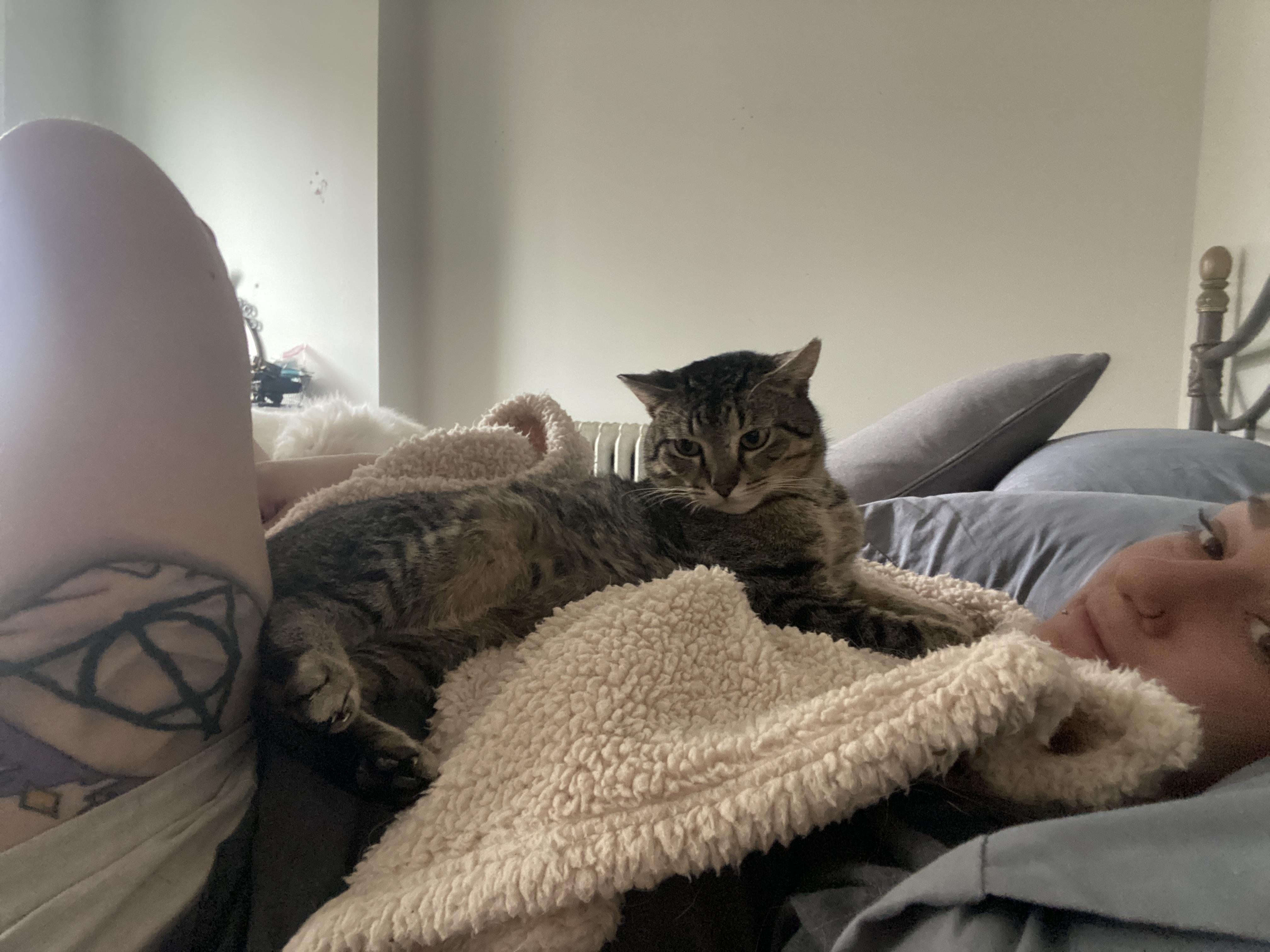 Cooper, a Adoptable Domestic Short Hair in Westville, NJ image 3/6