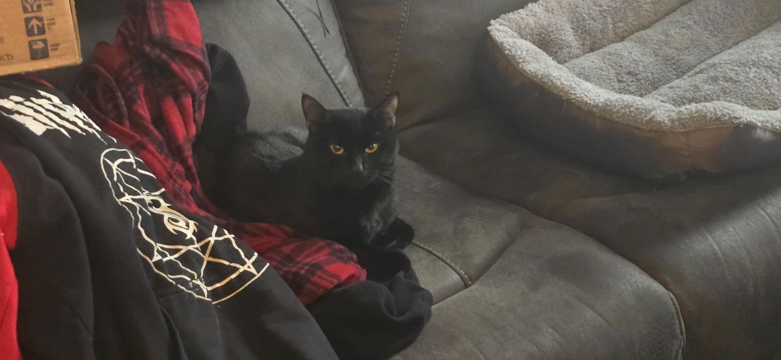 Finnley*, Adoptable, Young Male Domestic Short Hair.