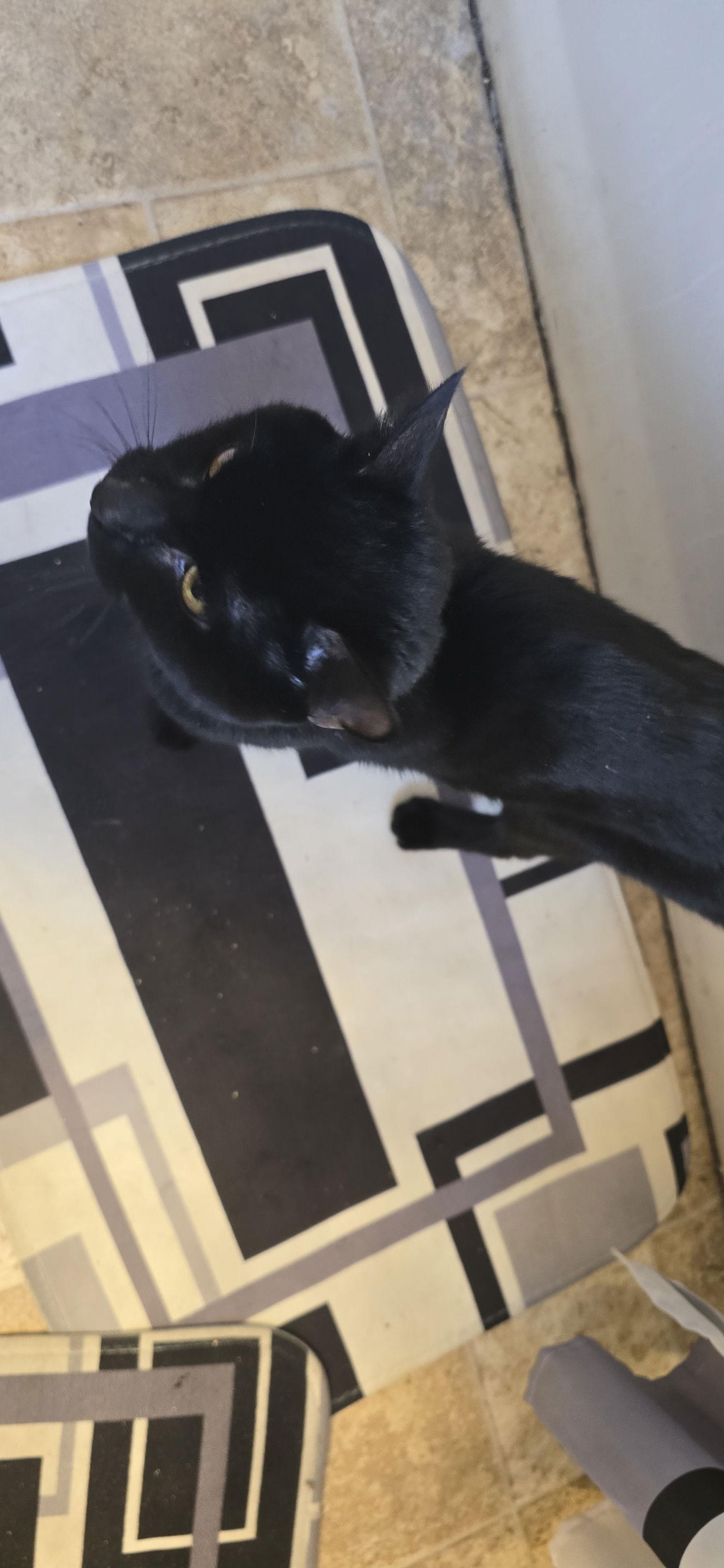 Finnley*, a Adoptable Domestic Short Hair image 2/3