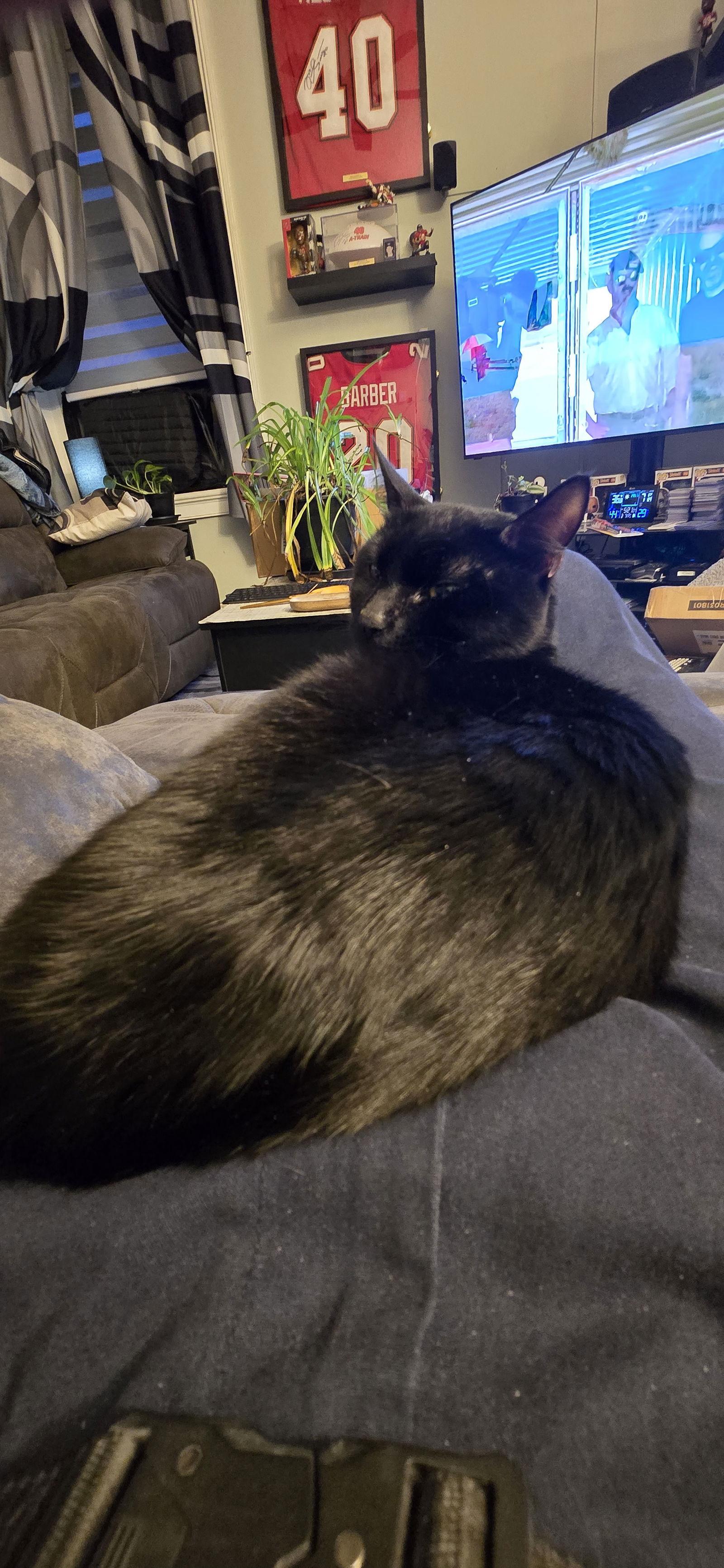 Finnley*, a Adoptable Domestic Short Hair image 3/3