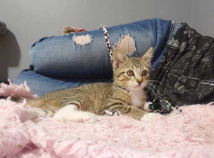 Katie FF54921, Adoptable, Kitten Female Tabby & Domestic Short Hair.