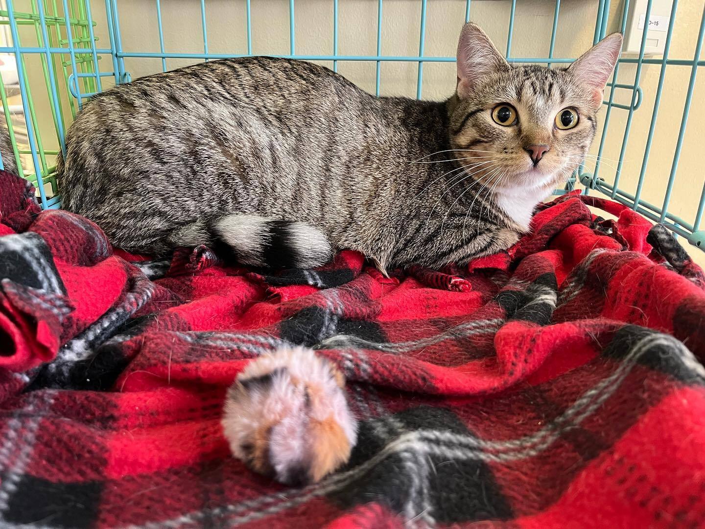 Katie FF54921, a Adoptable mixed breed in Omaha, NE image 2/6