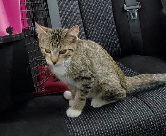 Katie FF54921, a Adoptable mixed breed in Omaha, NE image 3/6