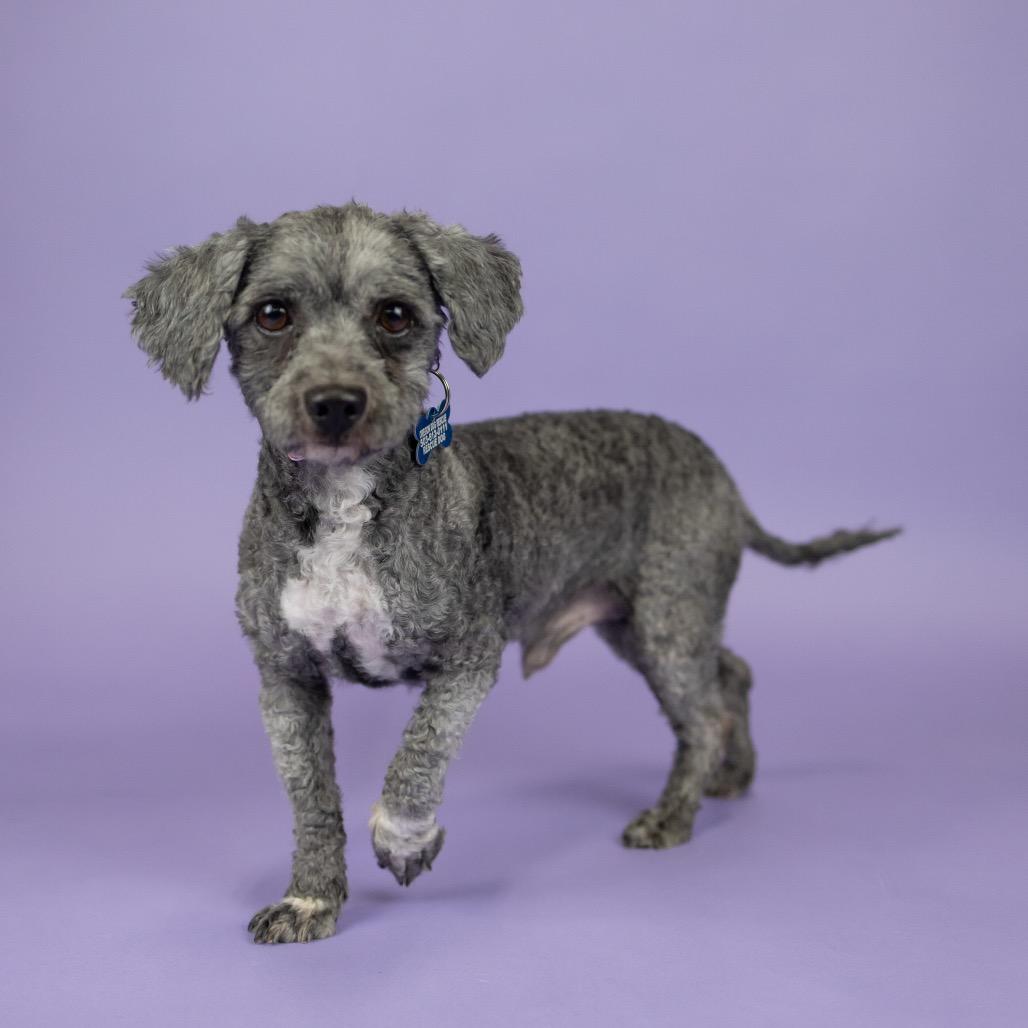 Bubbles, Adoptable, Senior Male Poodle.