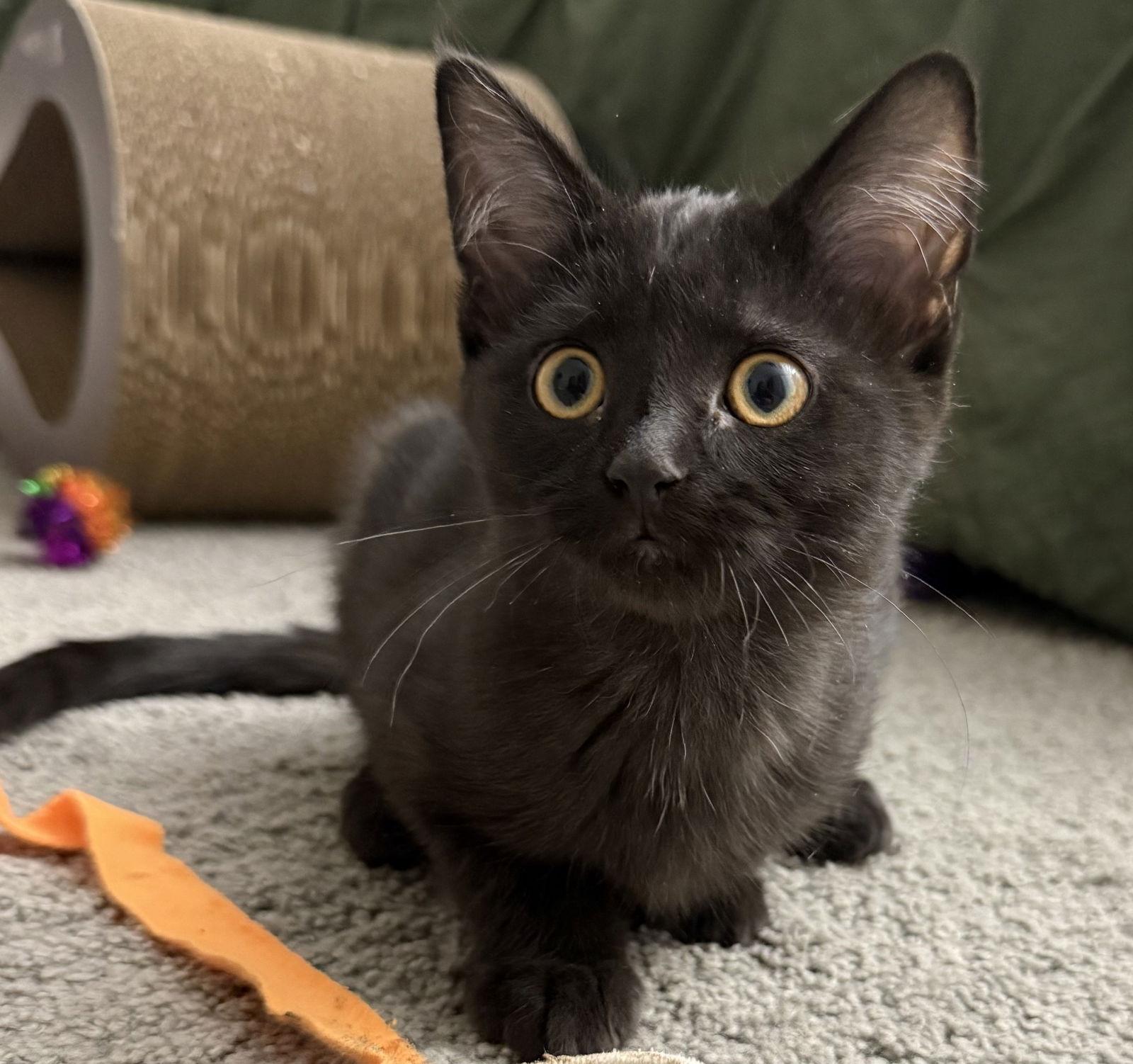 Noir, a Adoptable Domestic Short Hair in Island Lake, IL image 1/3