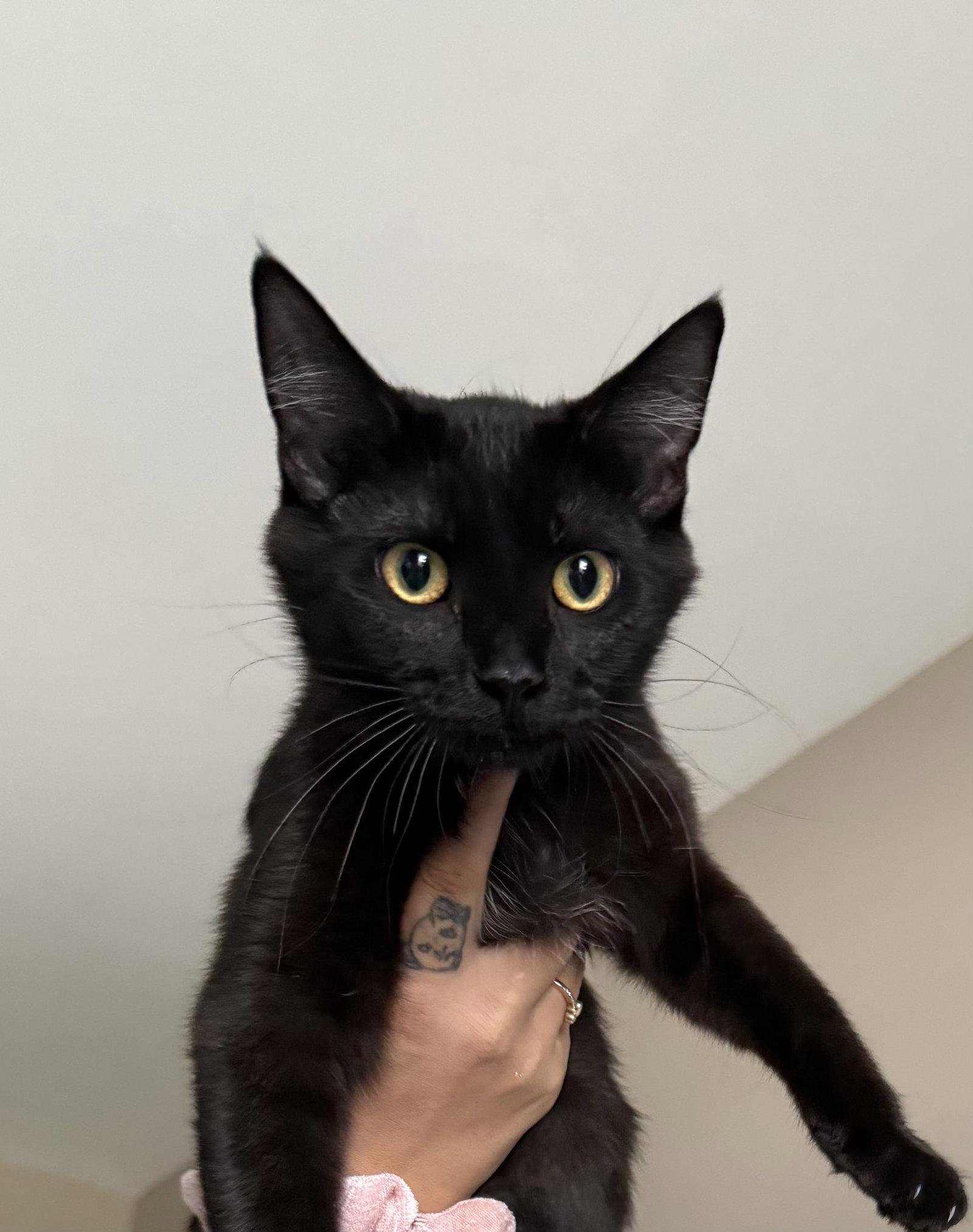 Noir, a Adoptable Domestic Short Hair in Island Lake, IL image 2/3