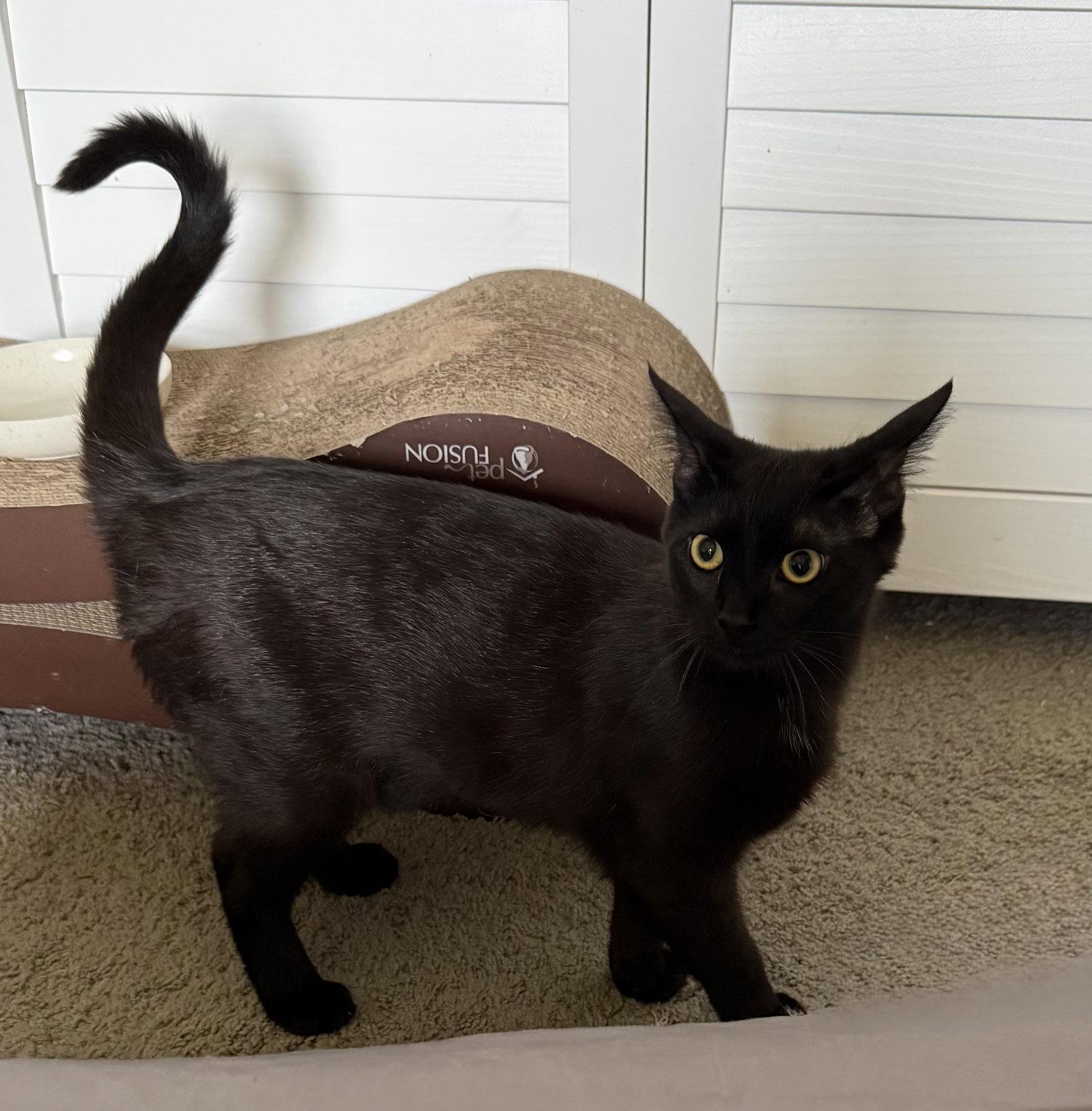Noir, a Adoptable Domestic Short Hair in Island Lake, IL image 3/3