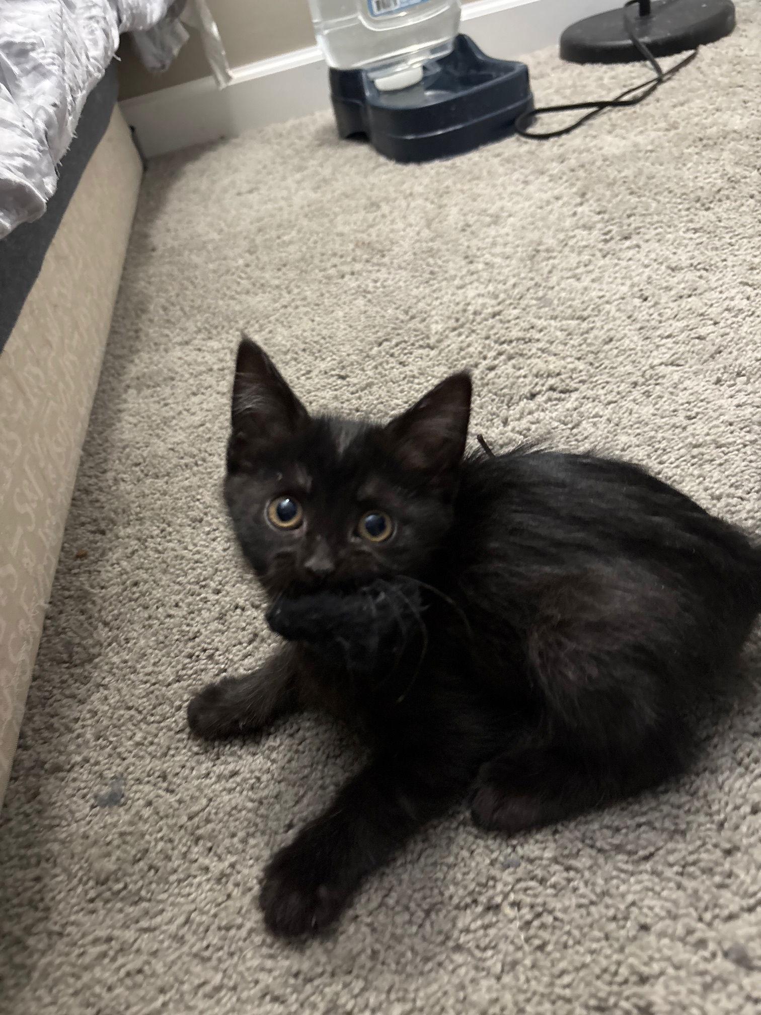 Noir — thumbnail 3