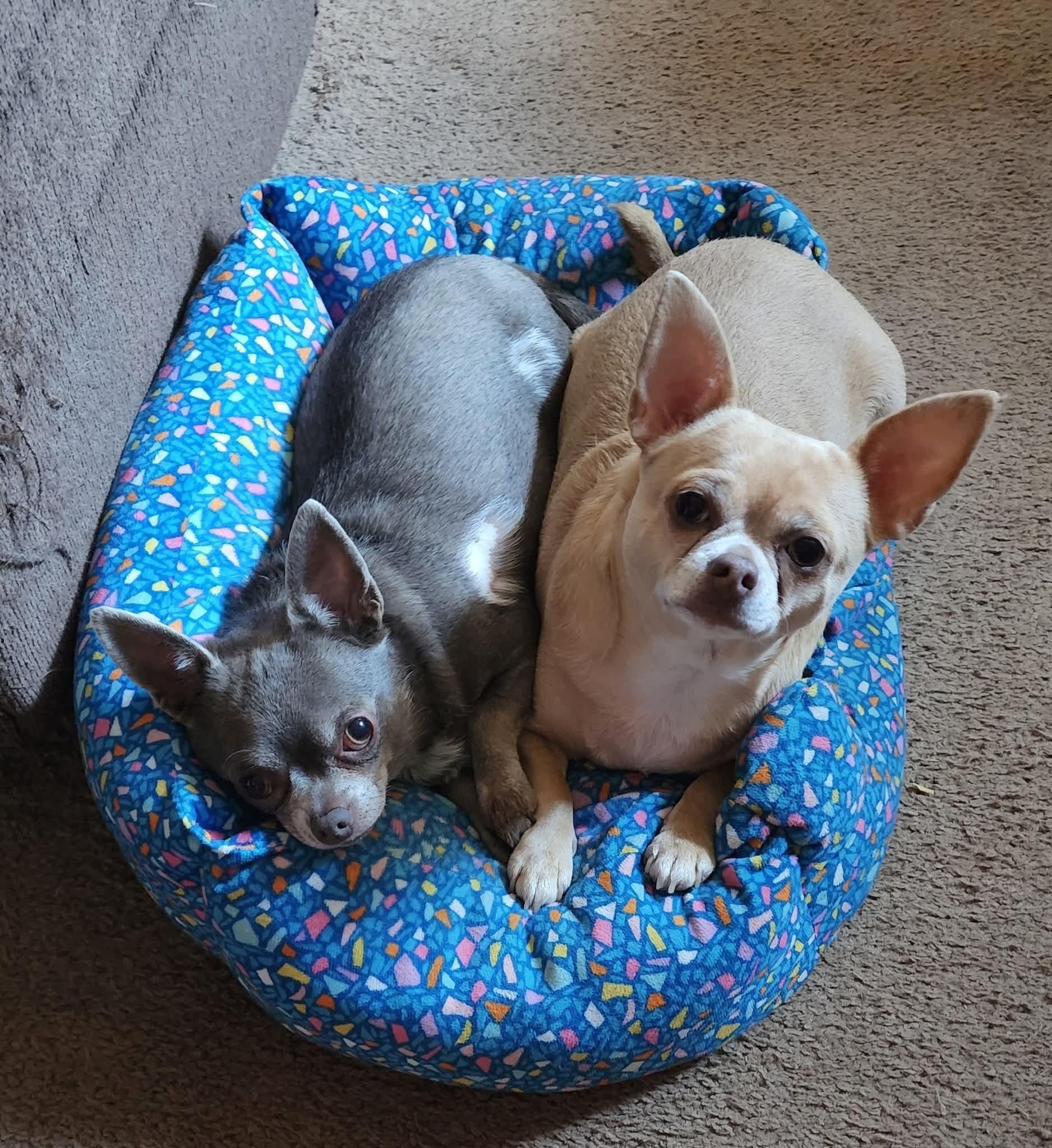 Luna and Diva - Bonded Pair