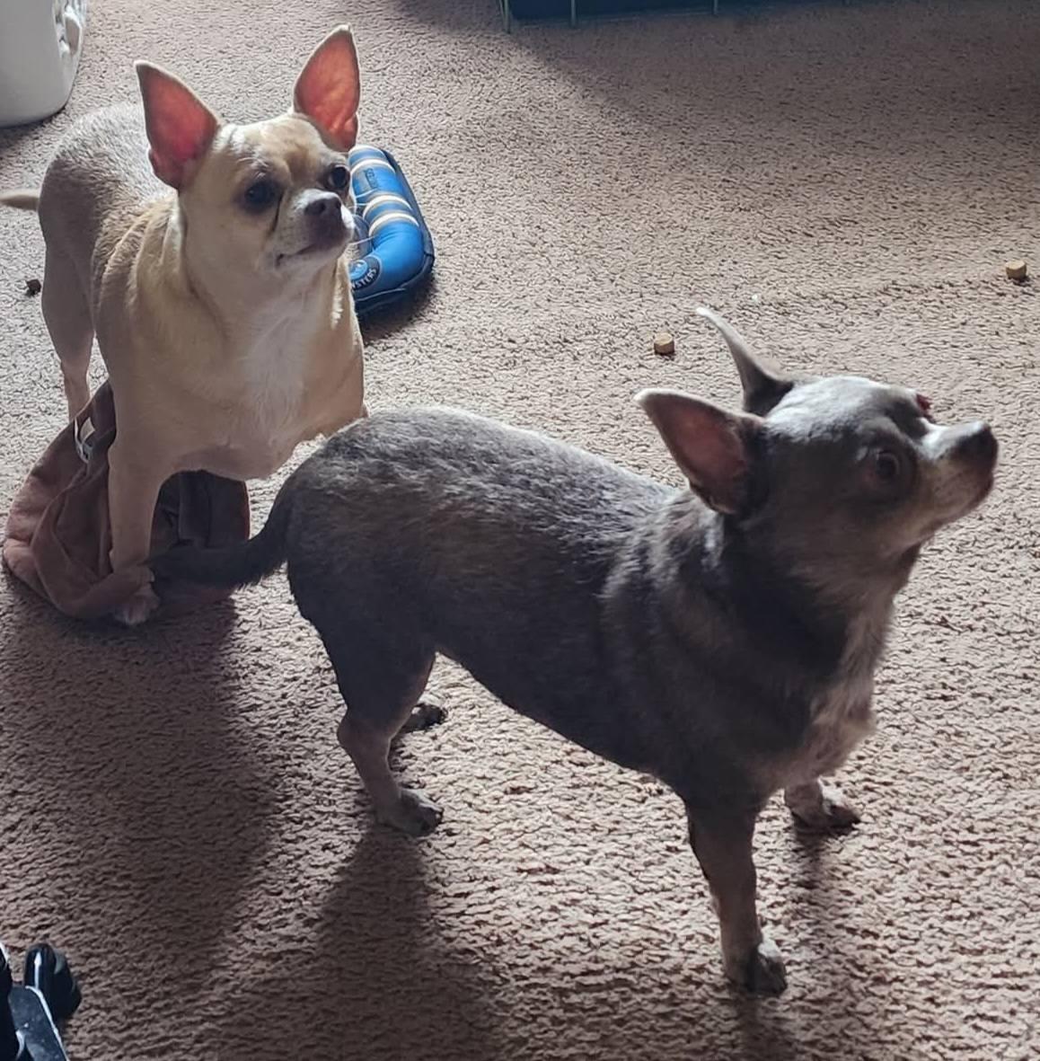 Luna and Diva - Bonded Pair