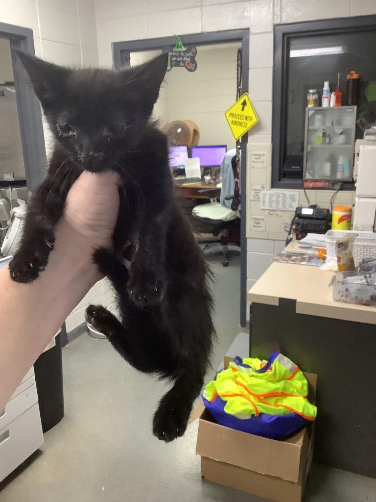 Enlarge C1099-25, a Adoptable mixed breed in Tifton, GA image 1/1