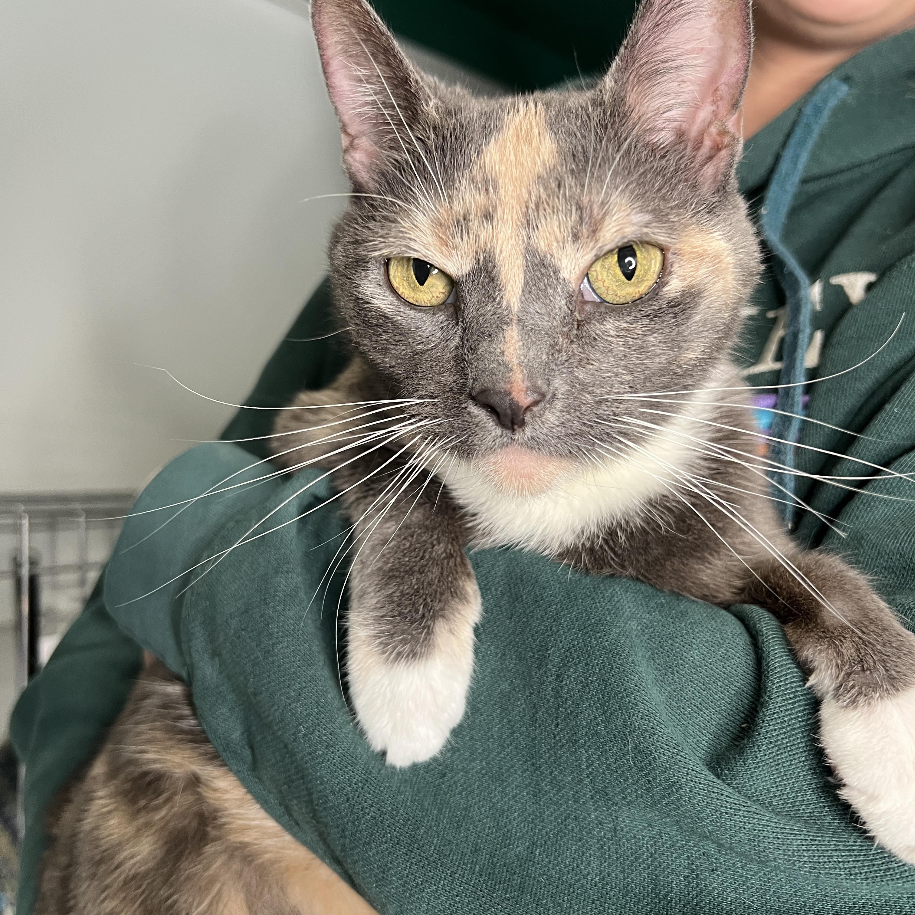 Enlarge Tinky, a Adoptable mixed breed in Frankenmuth, MI image 1/5