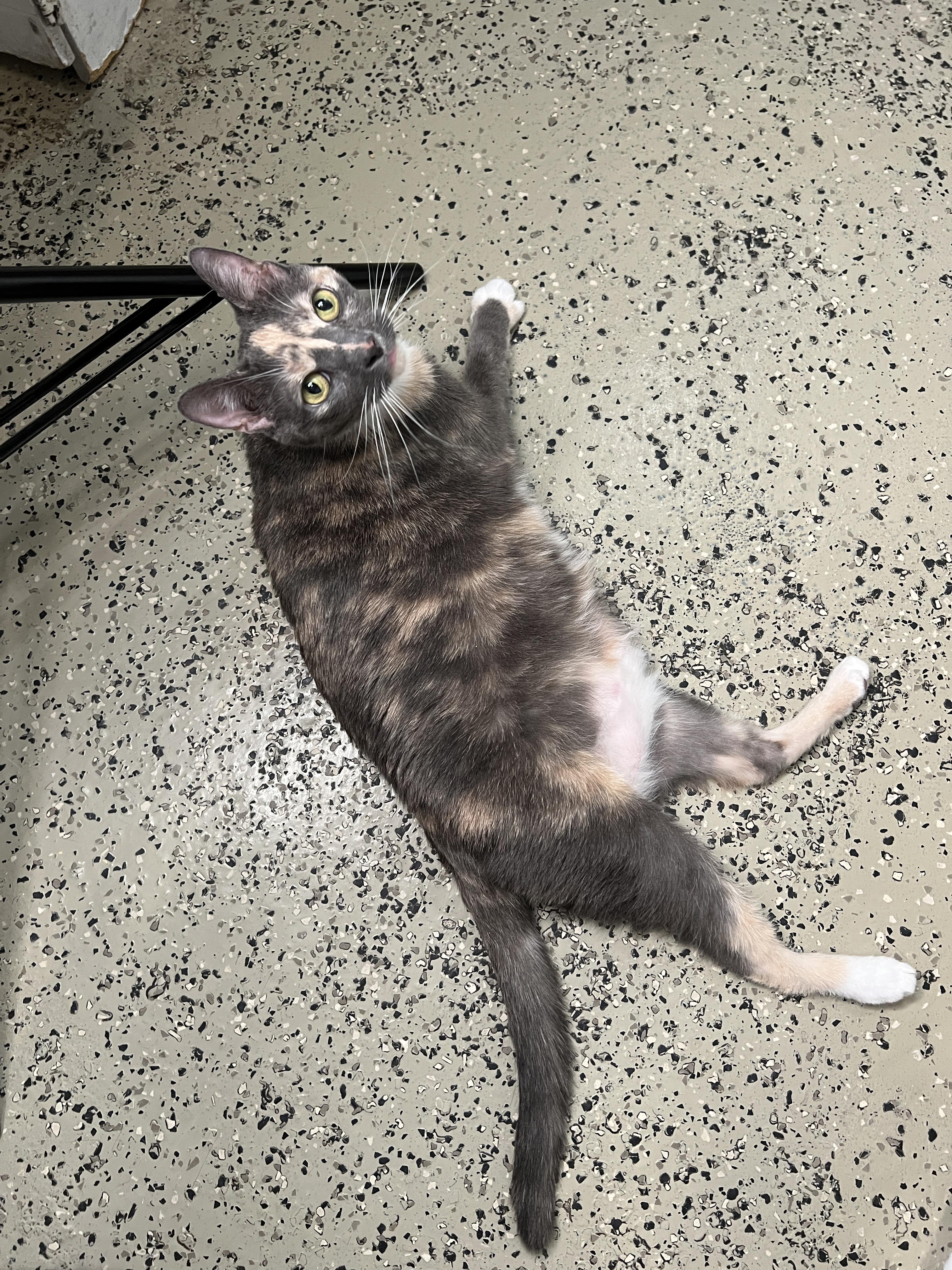 Enlarge Tinky, a Adoptable mixed breed in Frankenmuth, MI image 5/5