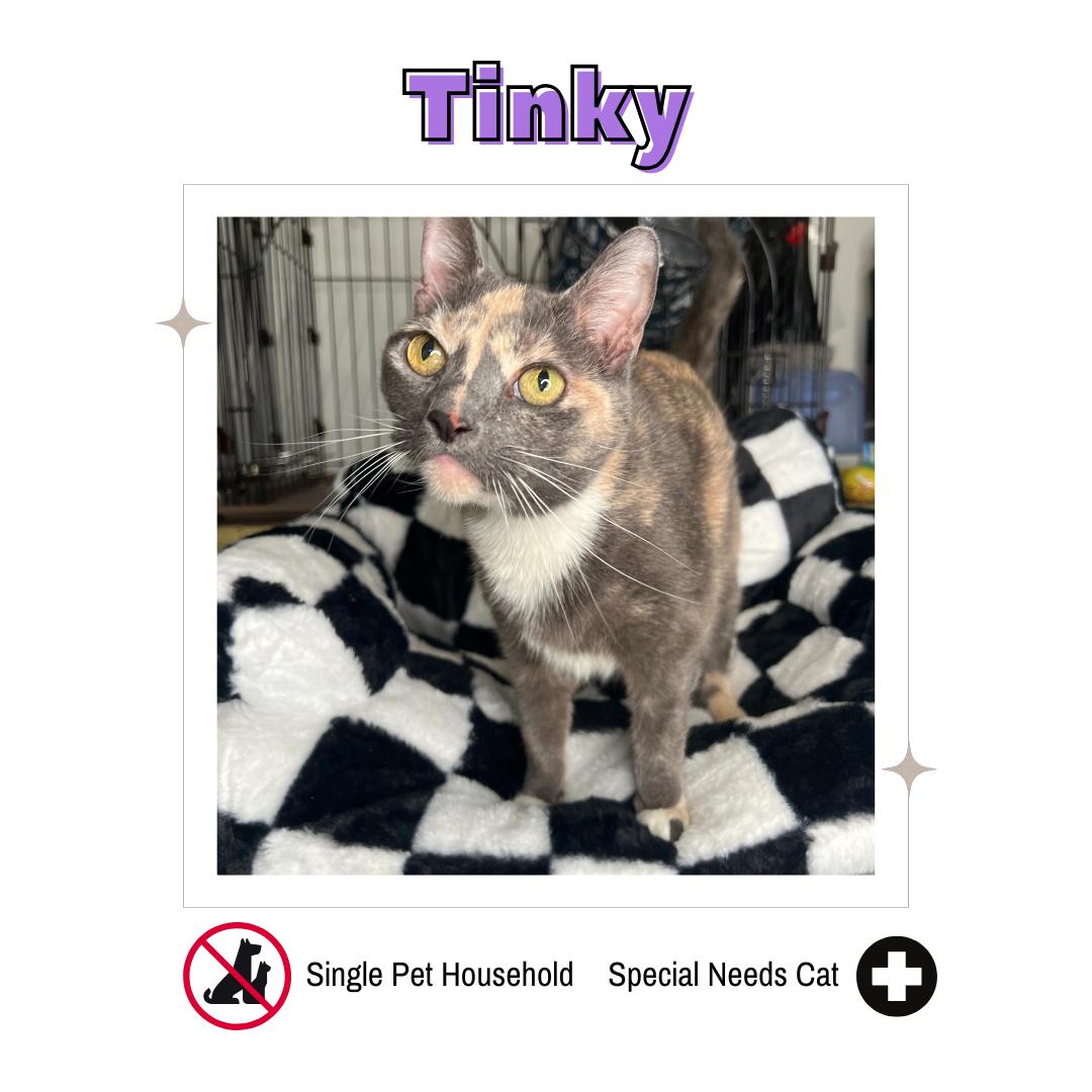 Enlarge Tinky, a Adoptable mixed breed in Frankenmuth, MI image 1/6