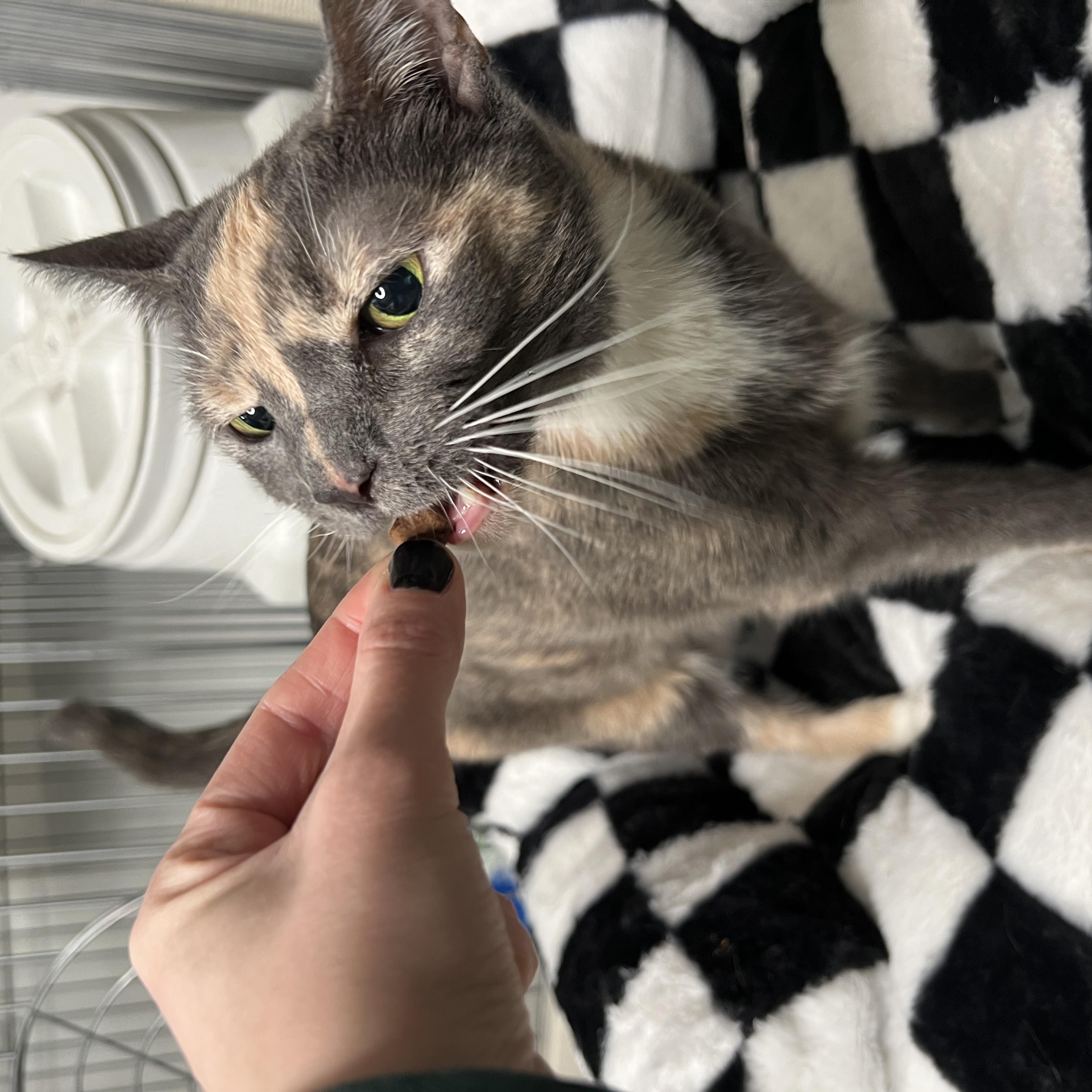 Enlarge Tinky, a Adoptable mixed breed in Frankenmuth, MI image 2/5