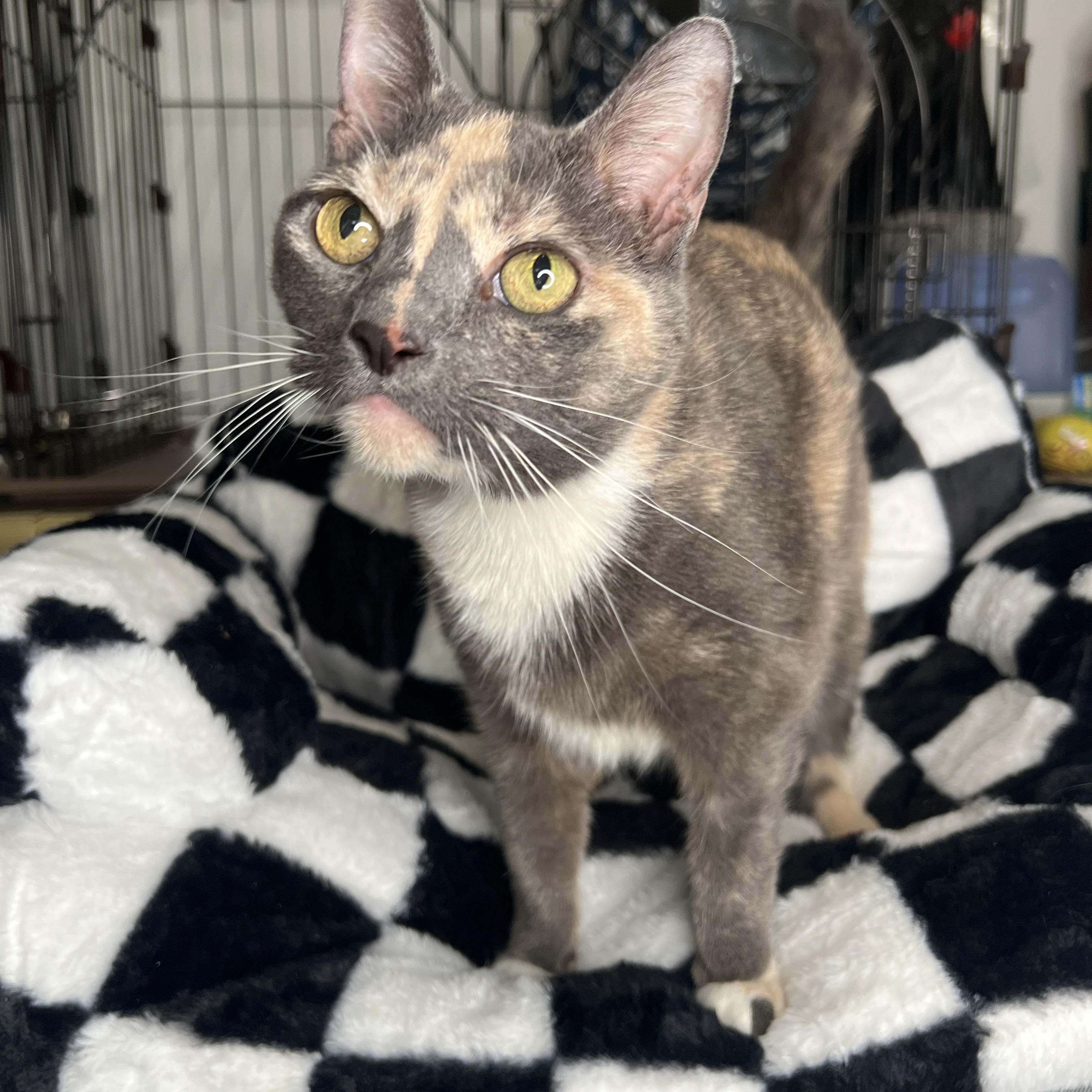 Enlarge Tinky, a Adoptable mixed breed in Frankenmuth, MI image 3/5