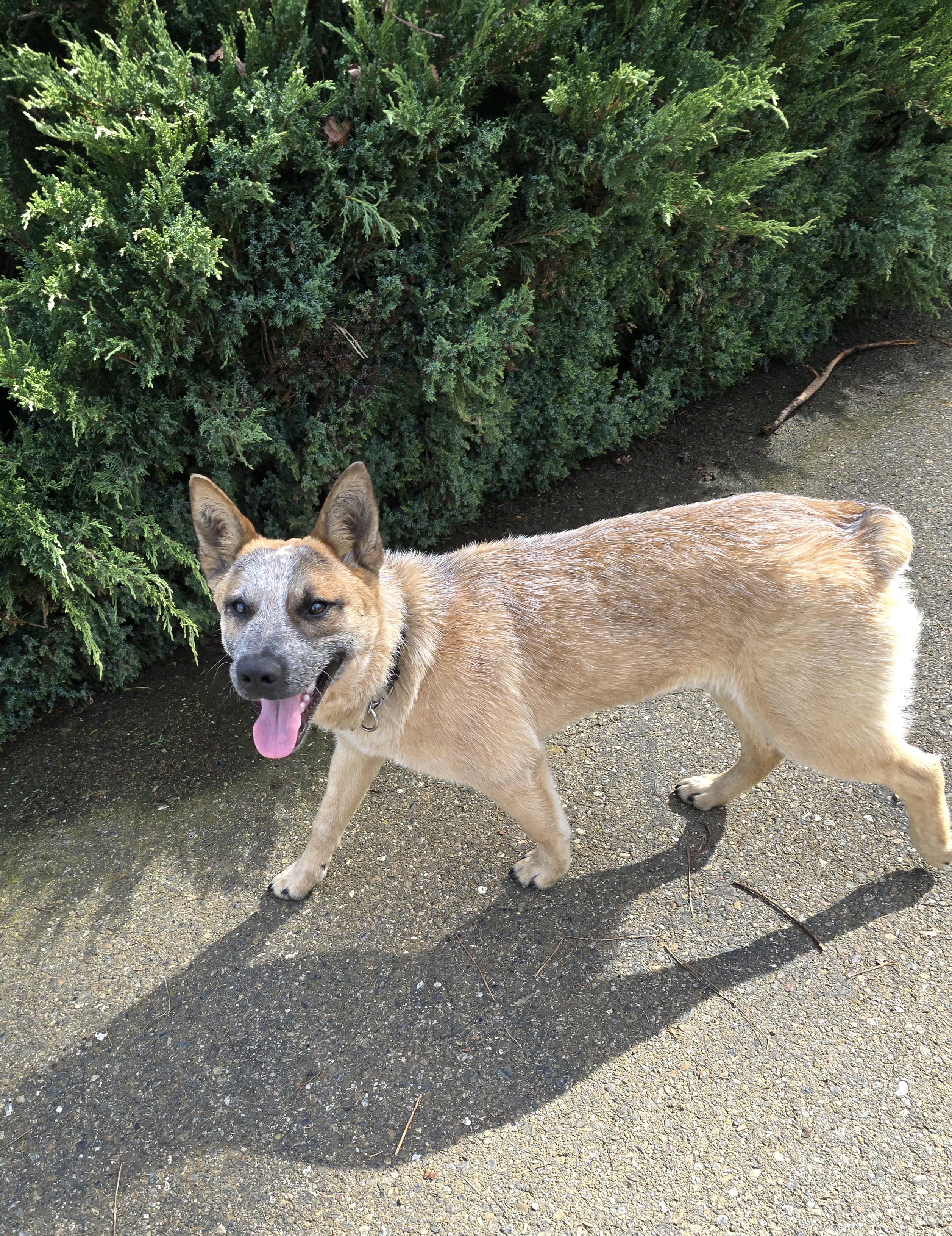 Enlarge Koda, a ADOPTABLE Australian Cattle Dog / Blue Heeler in Cottonwood, CA image 3/3