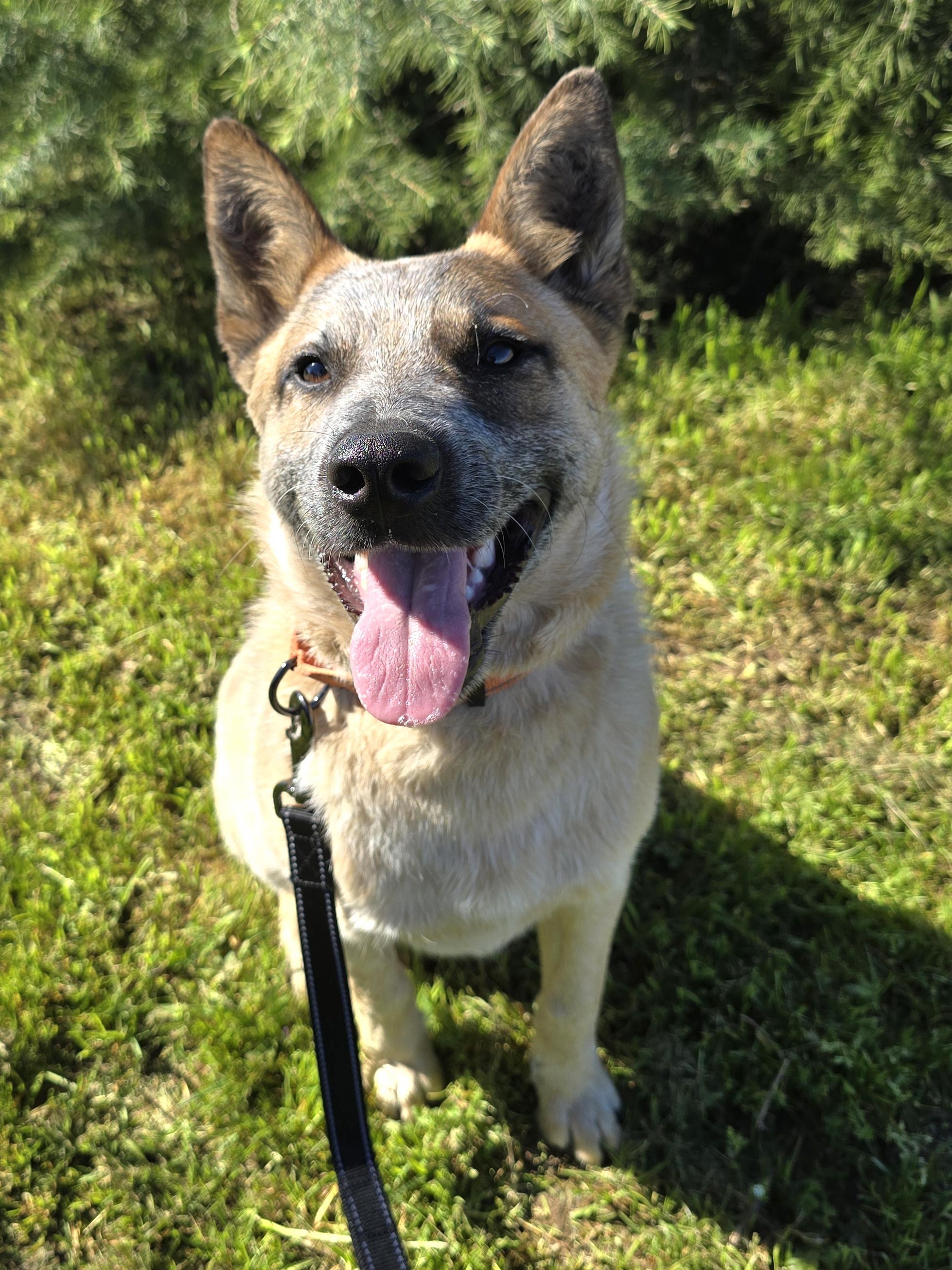 Enlarge Koda, a ADOPTABLE Australian Cattle Dog / Blue Heeler in Cottonwood, CA image 2/3