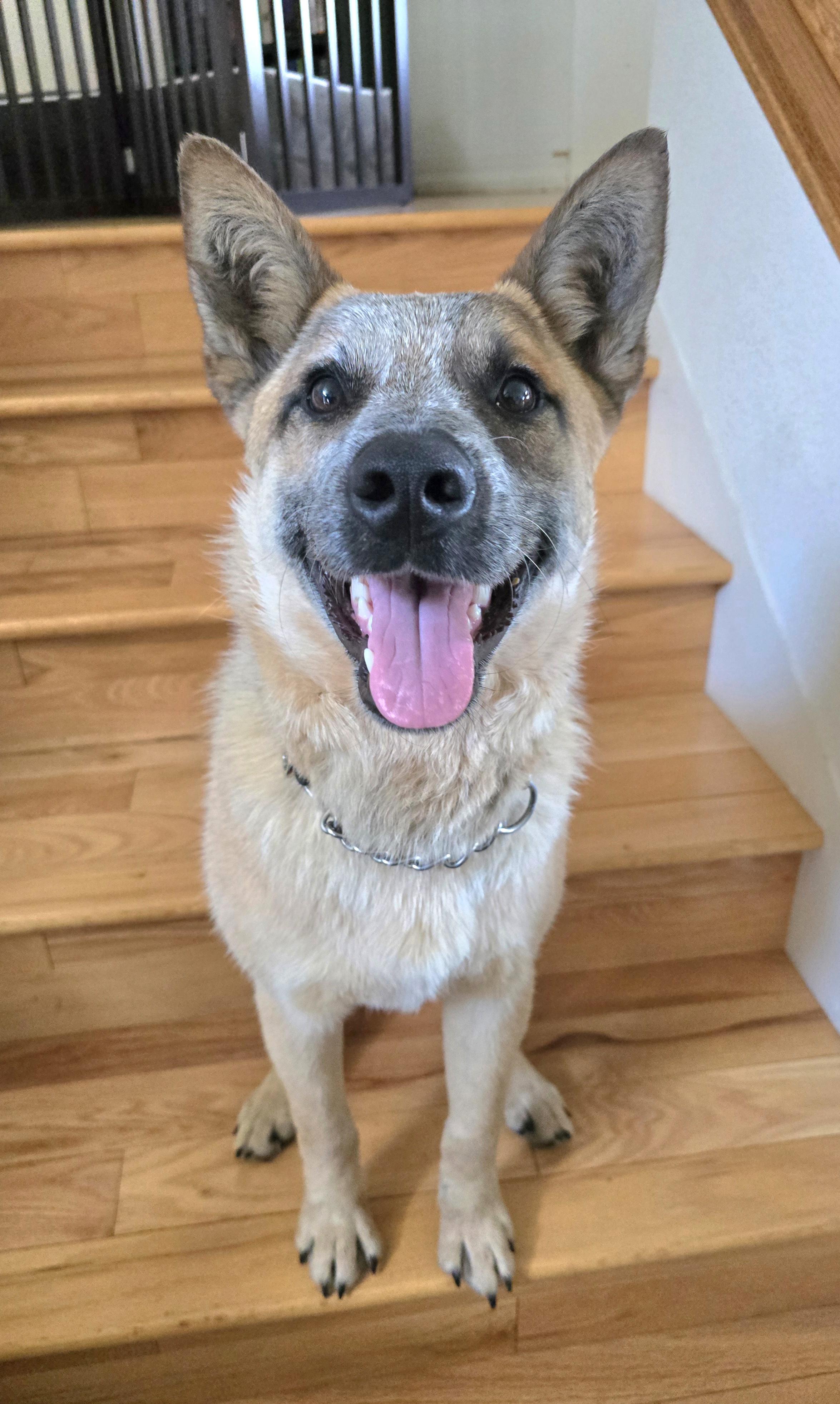 Koda, ADOPTABLE, Young Male Australian Cattle Dog / Blue Heeler.