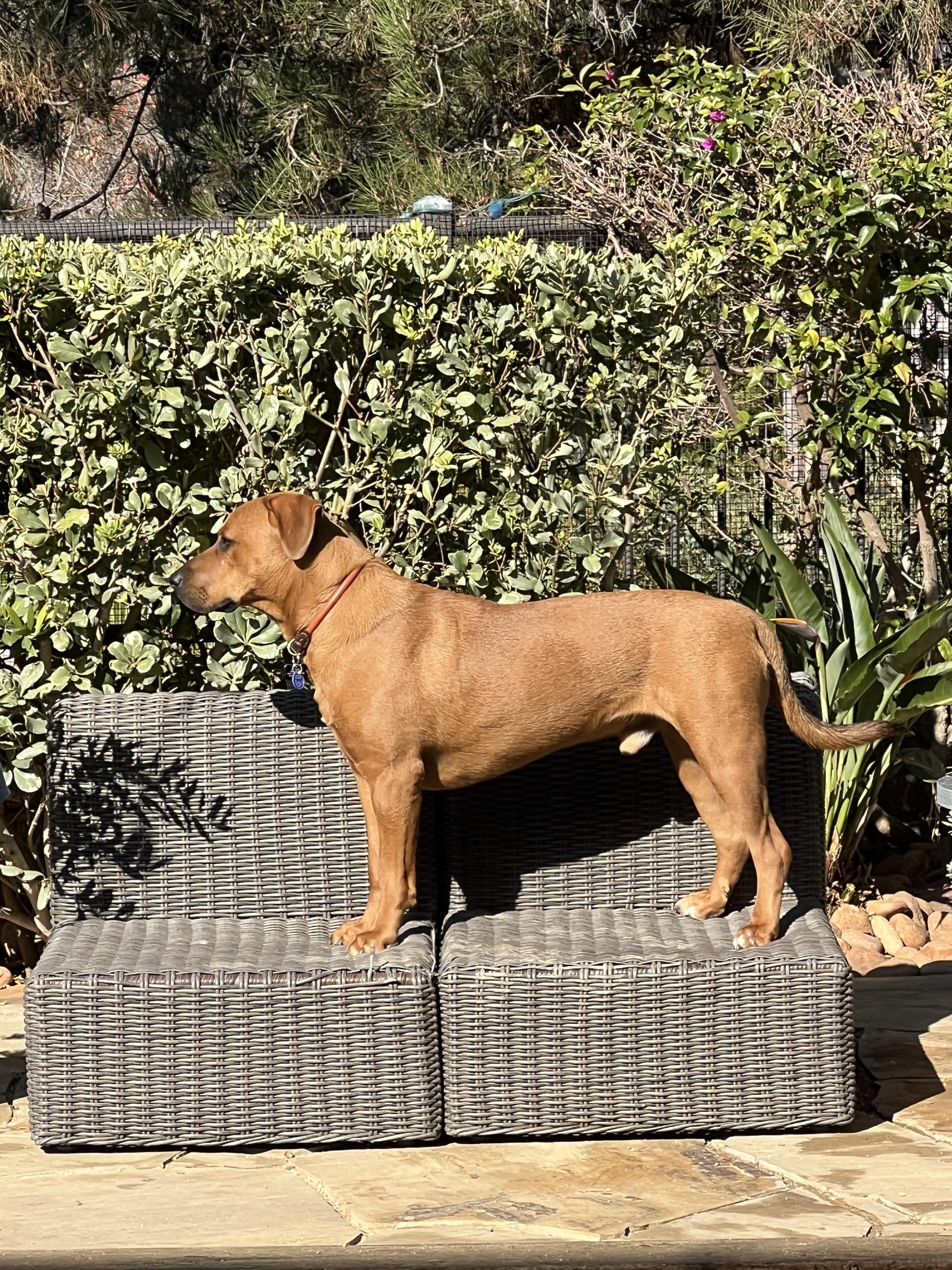 Buddy photo 2