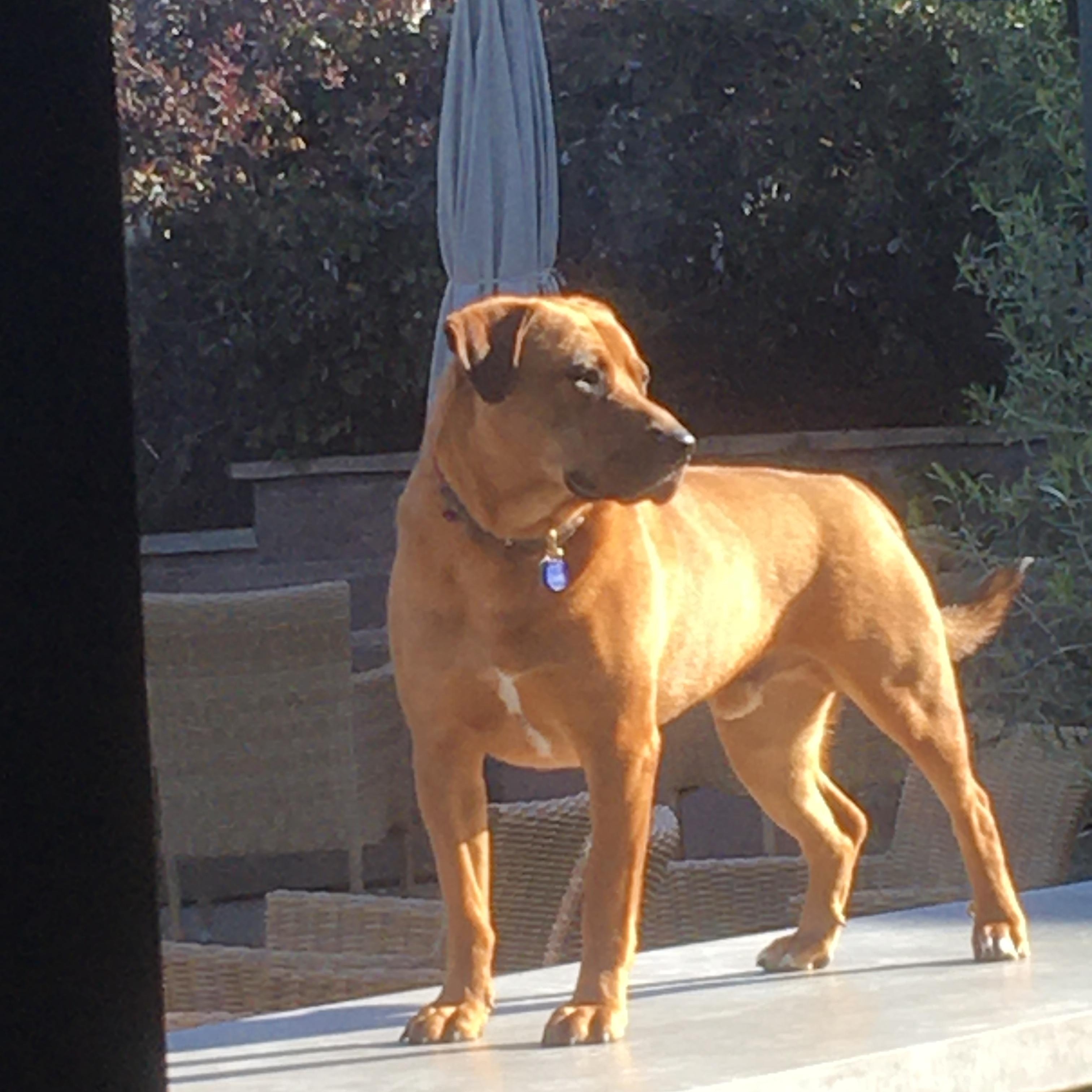 Buddy photo 3