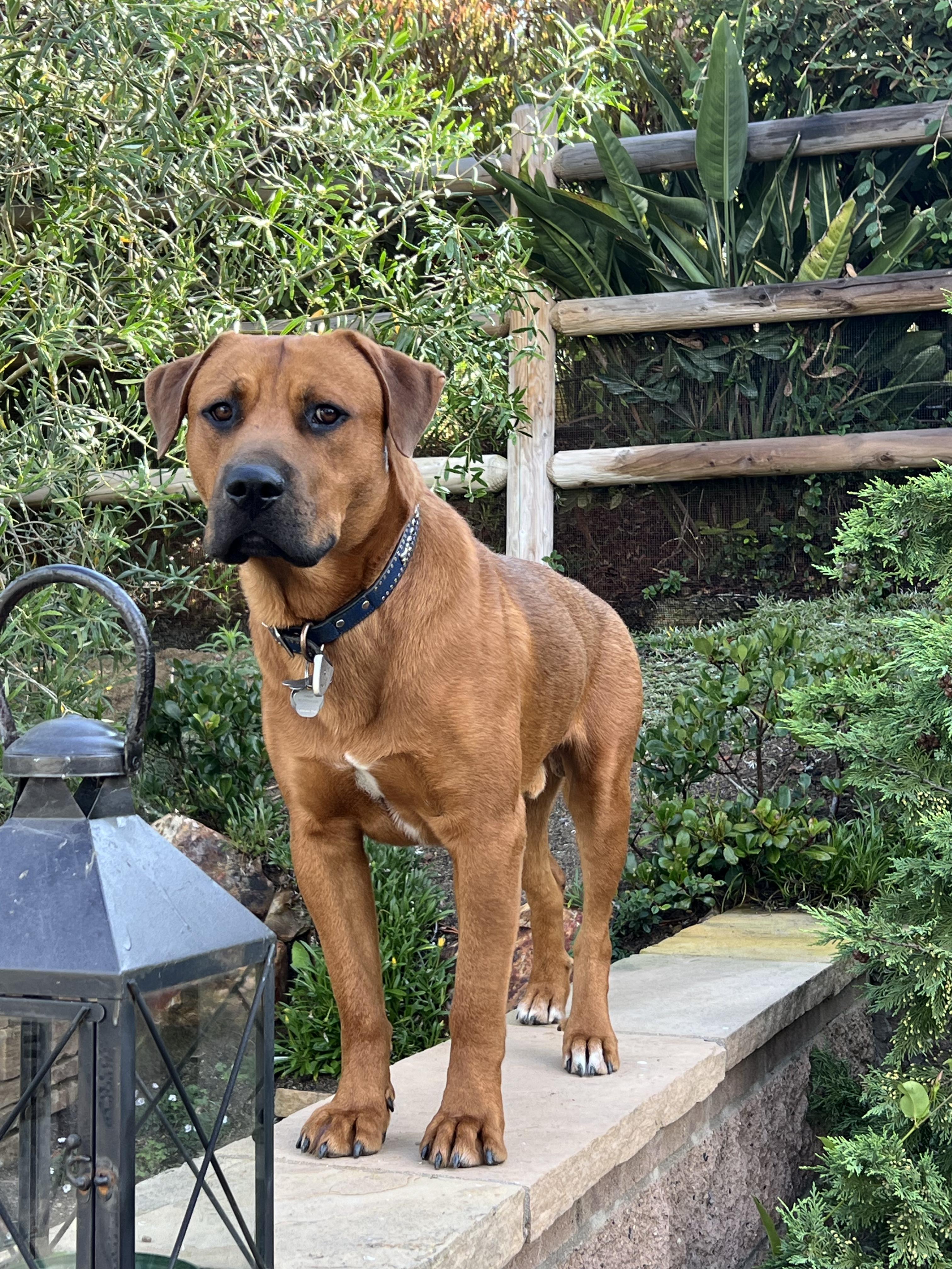 Buddy