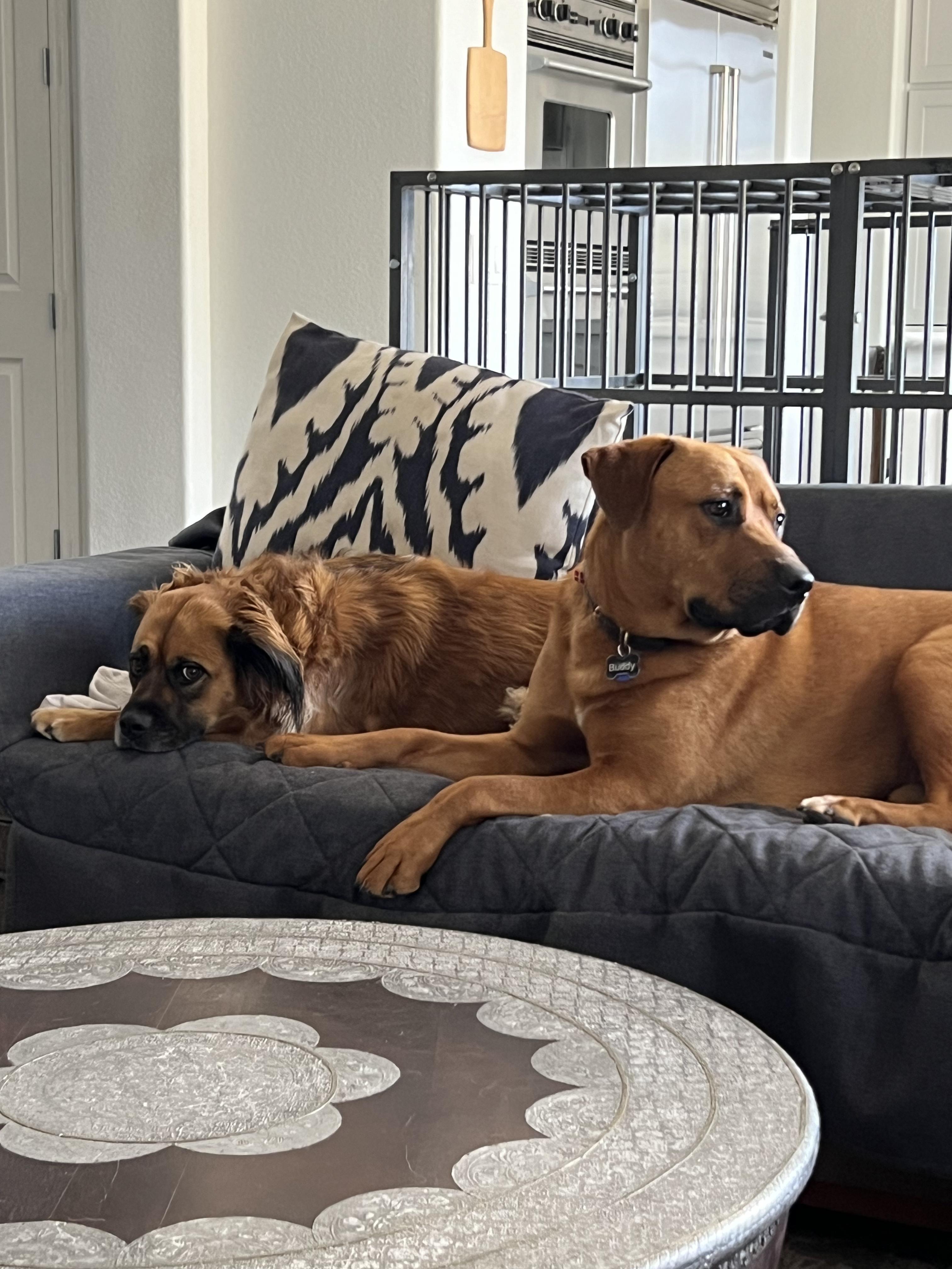 Buddy photo 4