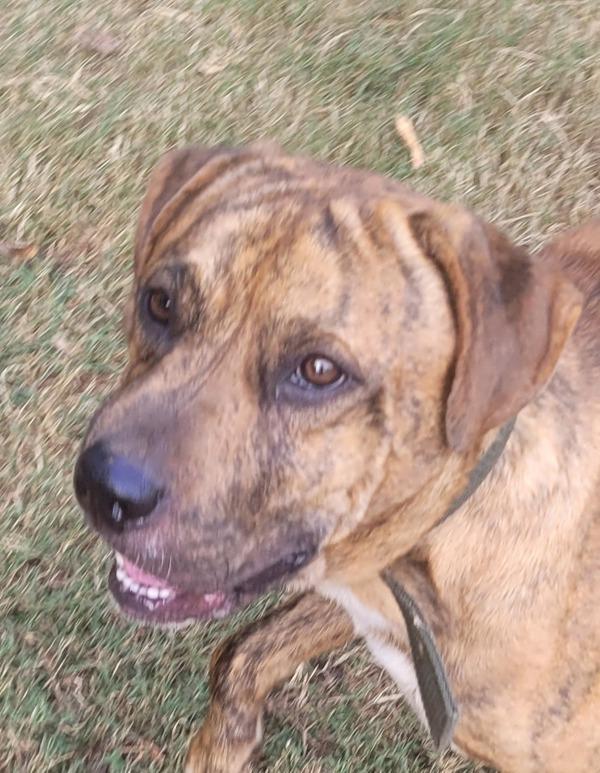 In Foster Bear, a Adoptable mixed breed in Lawrenceville, GA image 1/3