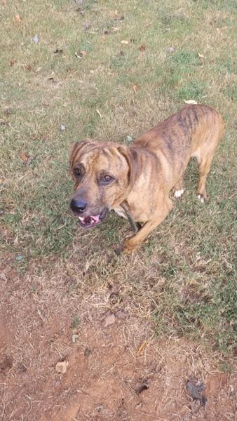 In Foster Bear, a Adoptable mixed breed in Lawrenceville, GA image 2/3