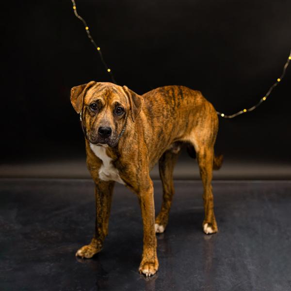 In Foster Bear, a Adoptable mixed breed in Lawrenceville, GA image 3/3