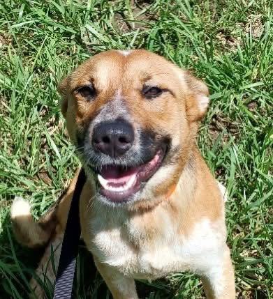 Amber, Adopted, Adult Female Australian Cattle Dog / Blue Heeler.