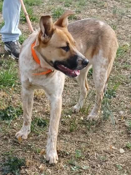Enlarge Amber, a Adopted Australian Cattle Dog / Blue Heeler in Evergreen, CO image 2/3