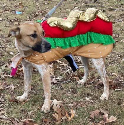 Enlarge Amber, a Adopted Australian Cattle Dog / Blue Heeler in Evergreen, CO image 3/3