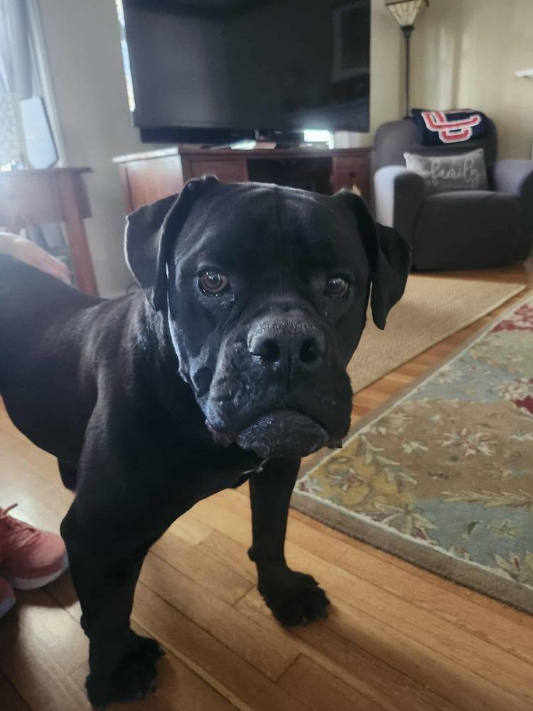 Taco, Adoptable, Adult Male English Bulldog.