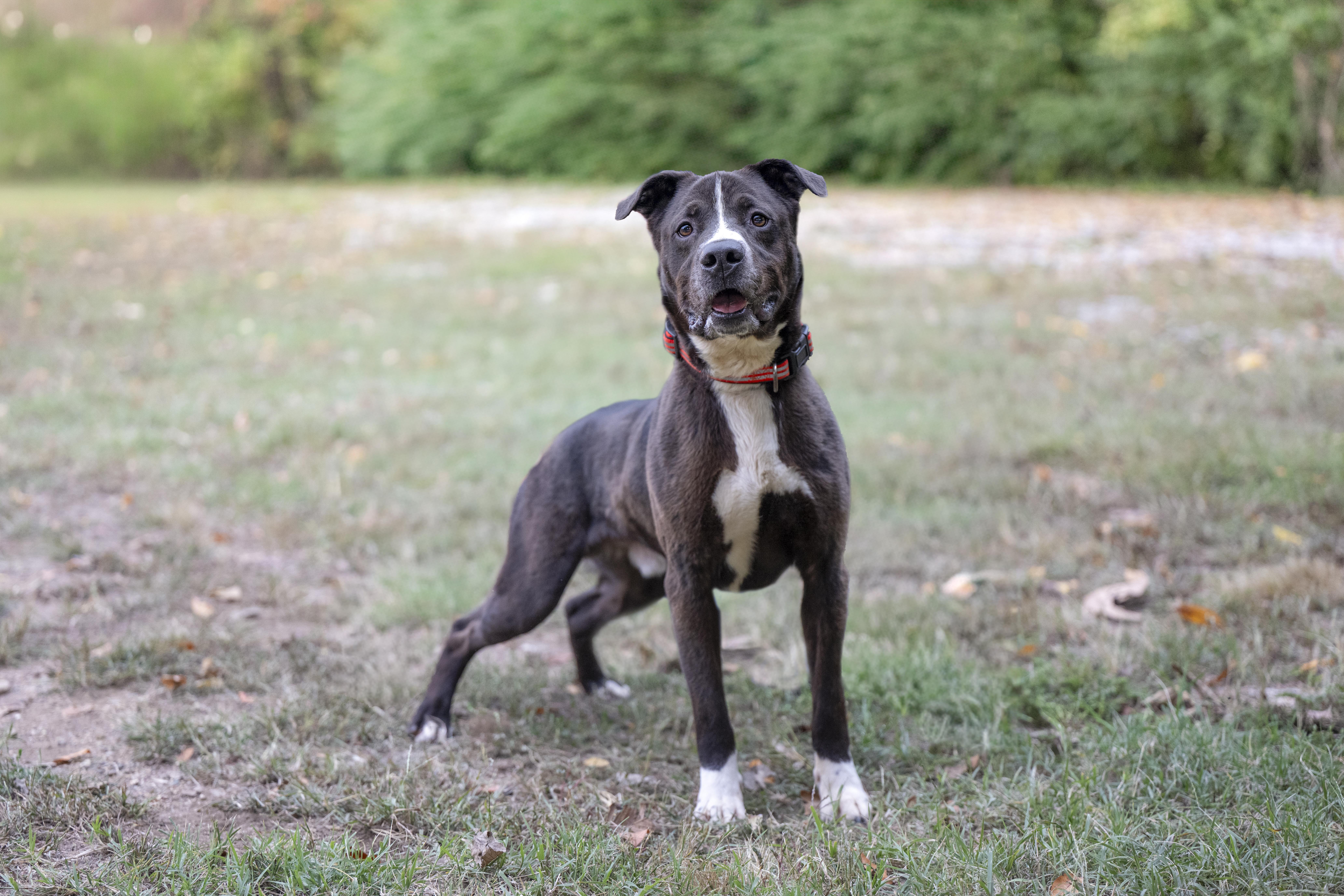 Baxter, a Adoptable mixed breed in Terre Haute, IN image 2/2