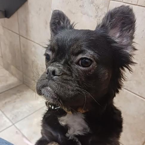 Enlarge Fancy, an adopted French Bulldog in Barrington Hills, IL image 1/4