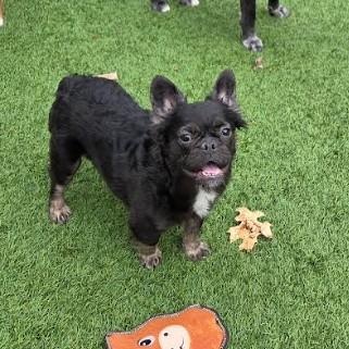 Enlarge Fancy, an adopted French Bulldog in Barrington Hills, IL image 3/4