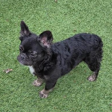 Enlarge Fancy, an adopted French Bulldog in Barrington Hills, IL image 4/4