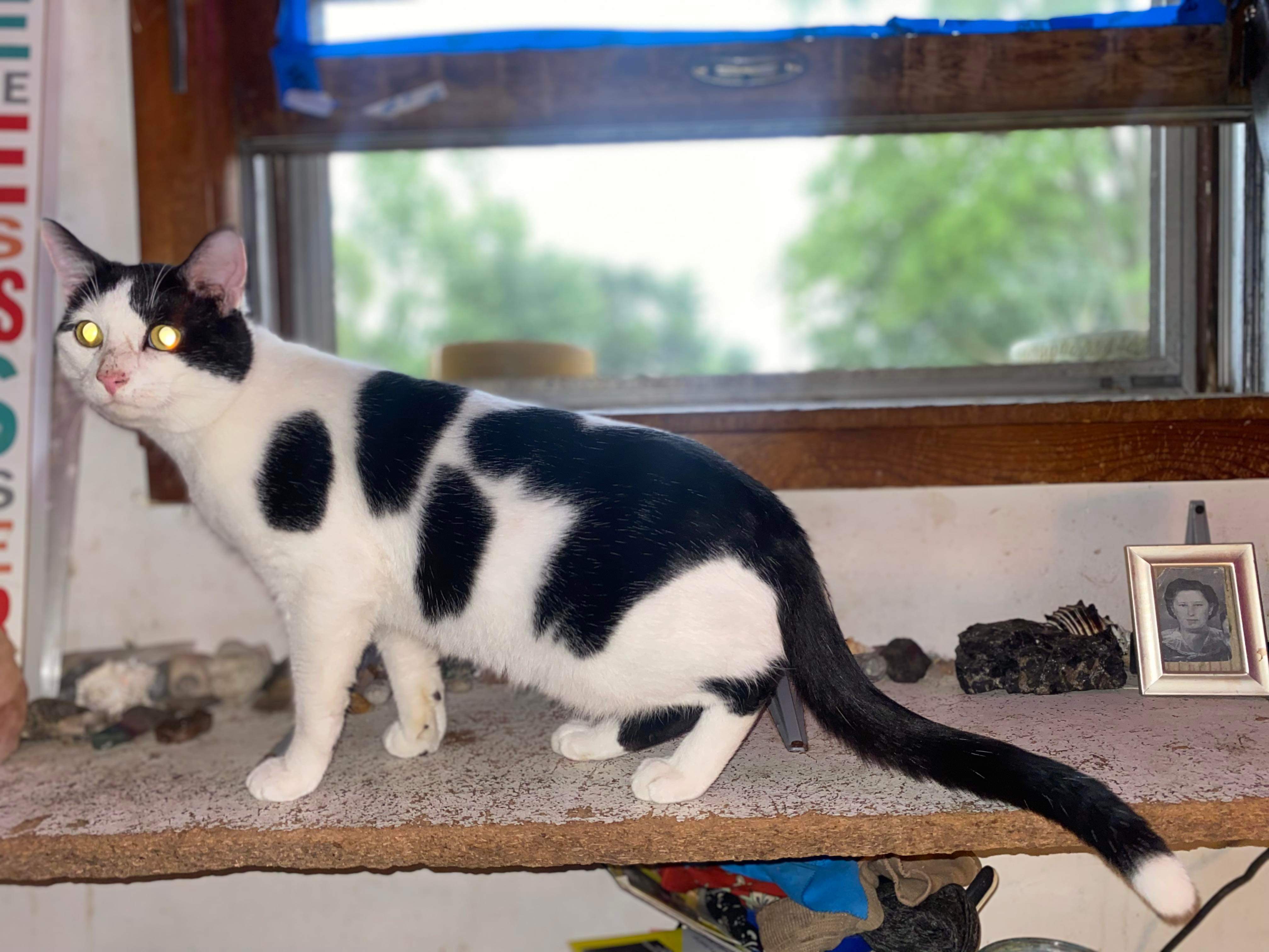 Enlarge Meekie, a Adopted Tuxedo in mattoon, IL image 2/4