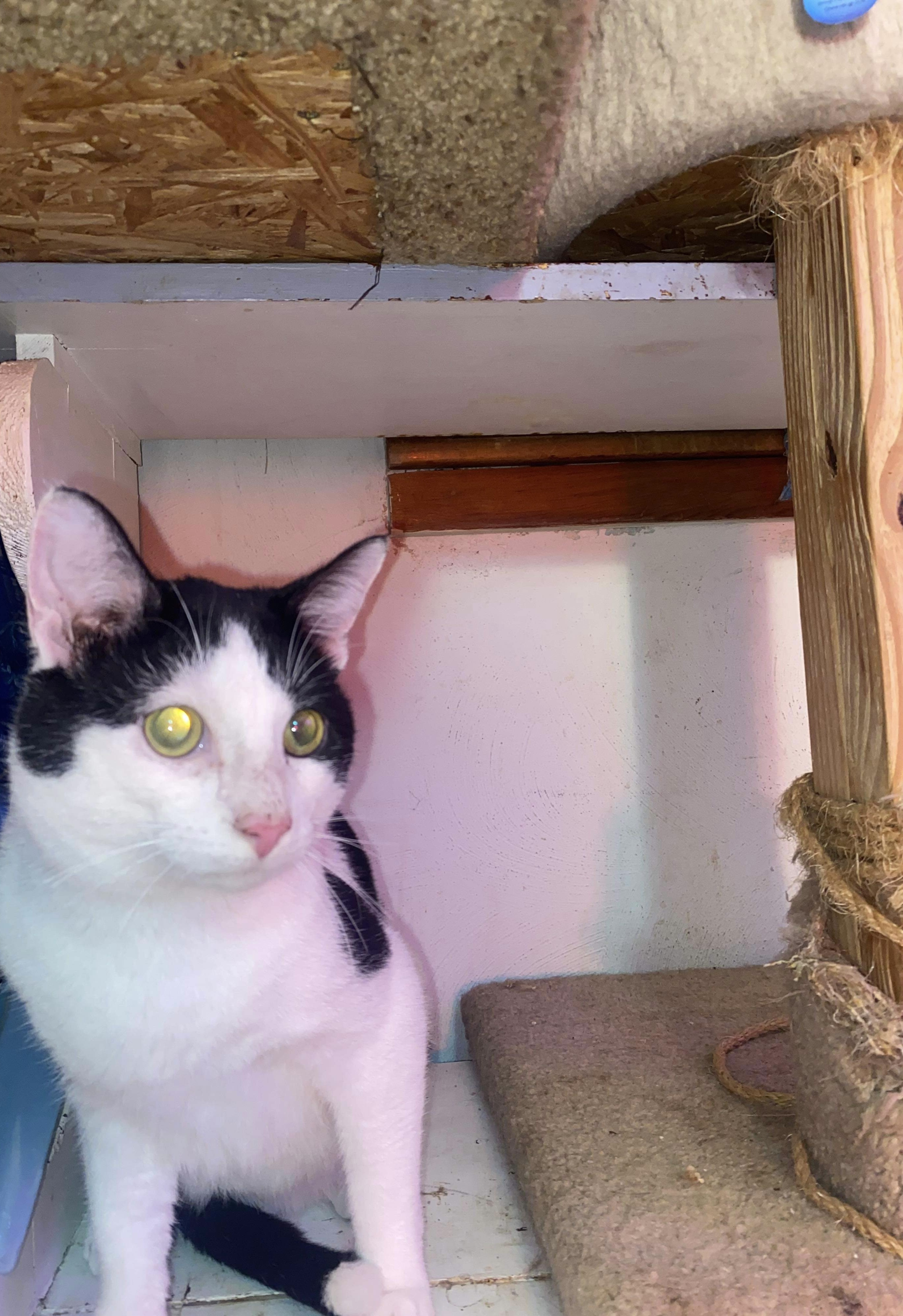 Enlarge Meekie, a Adopted Tuxedo in mattoon, IL image 3/4