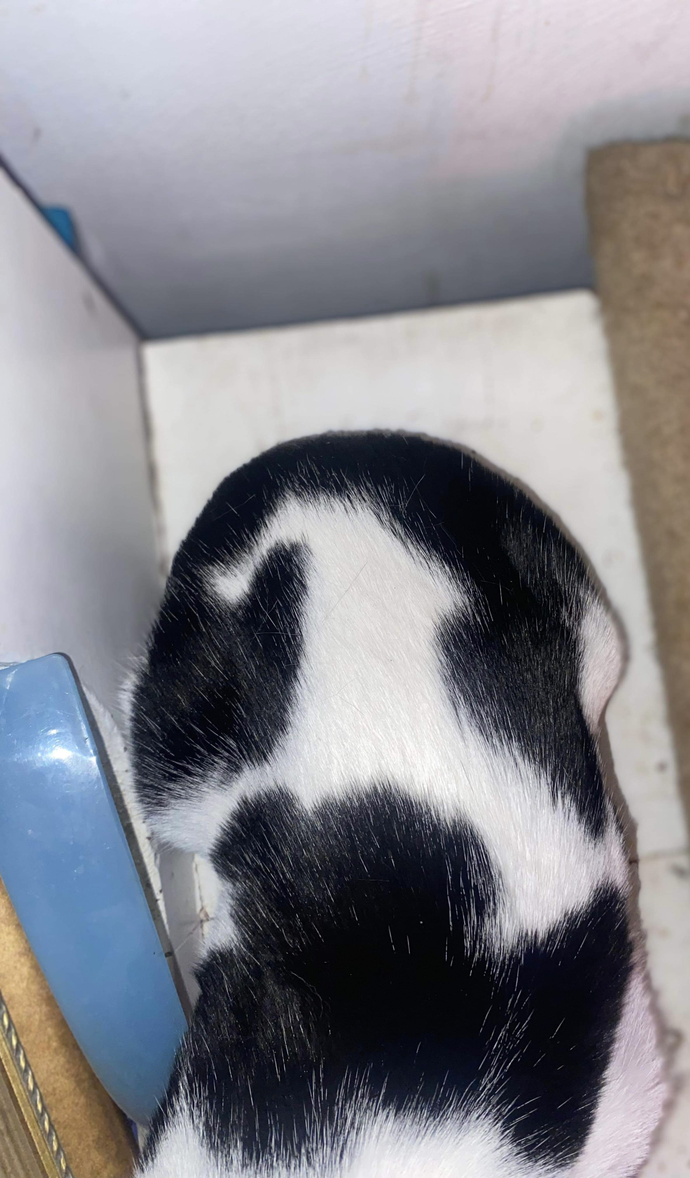 Enlarge Meekie, a Adopted Tuxedo in mattoon, IL image 4/4