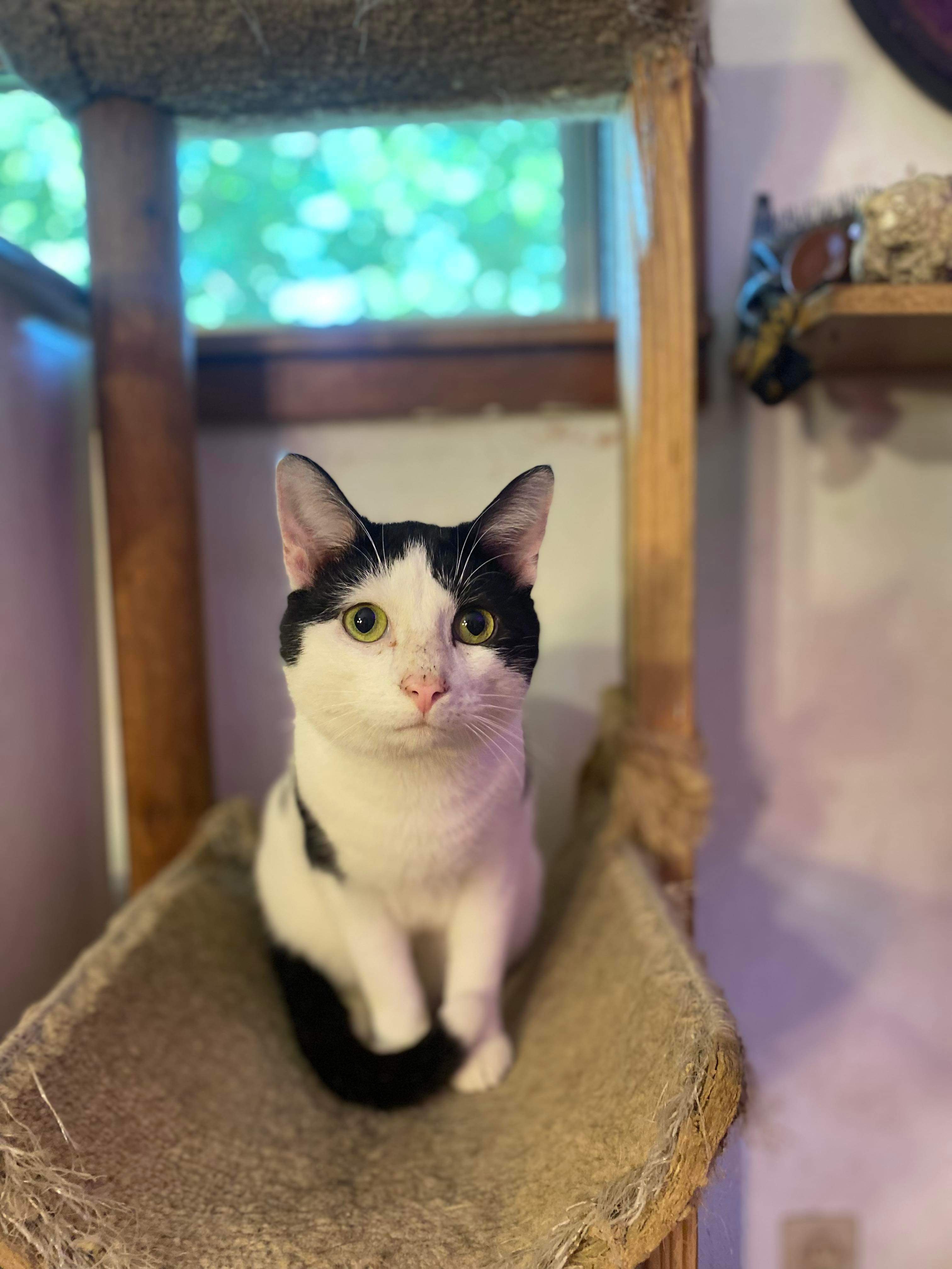 Enlarge Meekie, a Adopted Tuxedo in mattoon, IL image 1/4
