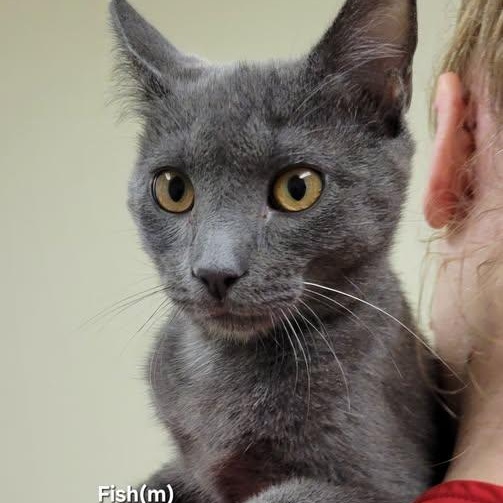 Fish, adopted, Kitten Male Russian Blue.