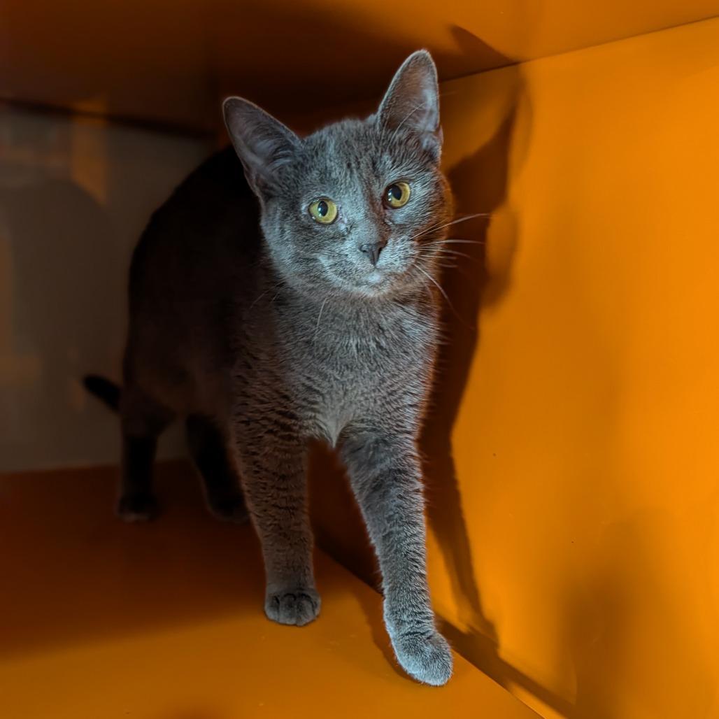 Enlarge Slink, an adopted Domestic Short Hair in Cape Girardeau, MO image 2/3