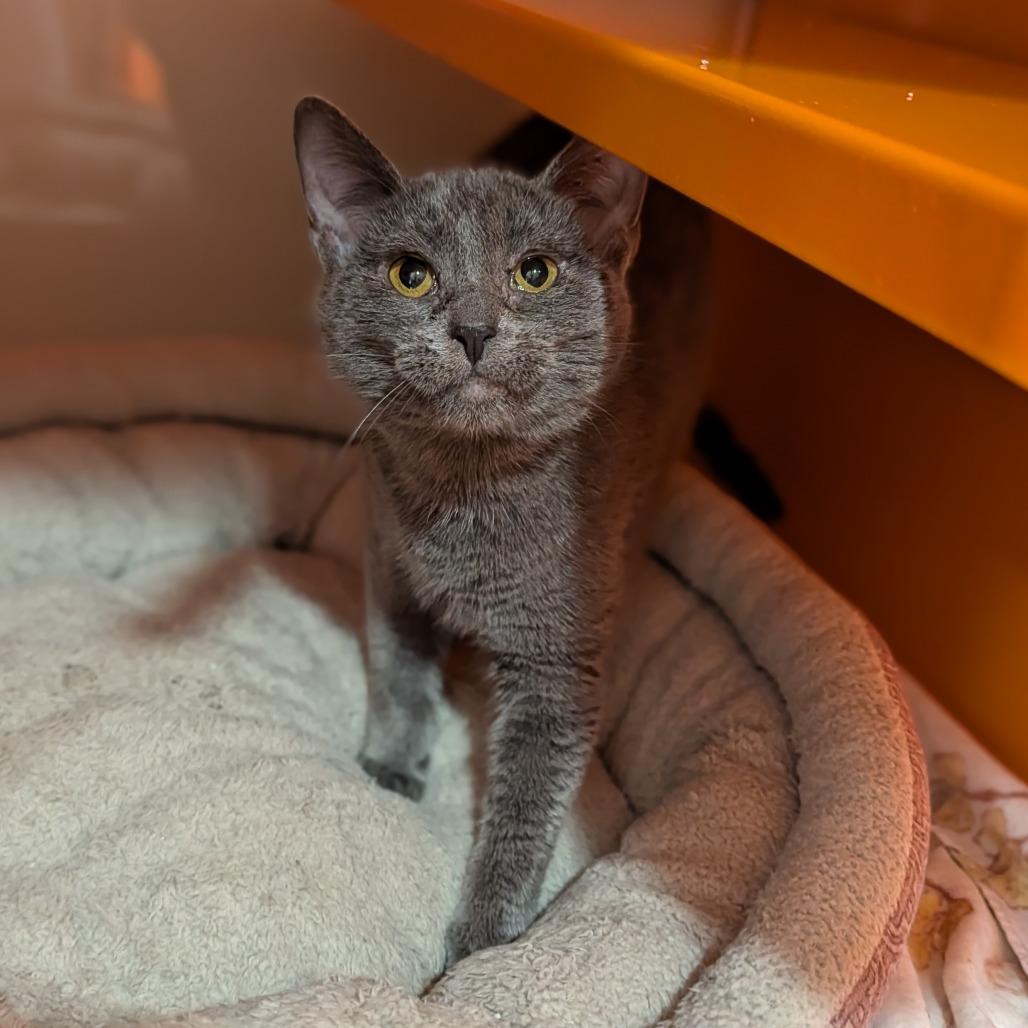 Slink, adopted, Young Female Domestic Short Hair.