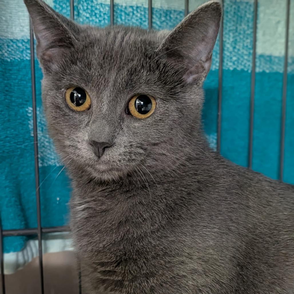 Enlarge Slink, an adopted Domestic Short Hair in Cape Girardeau, MO image 3/3