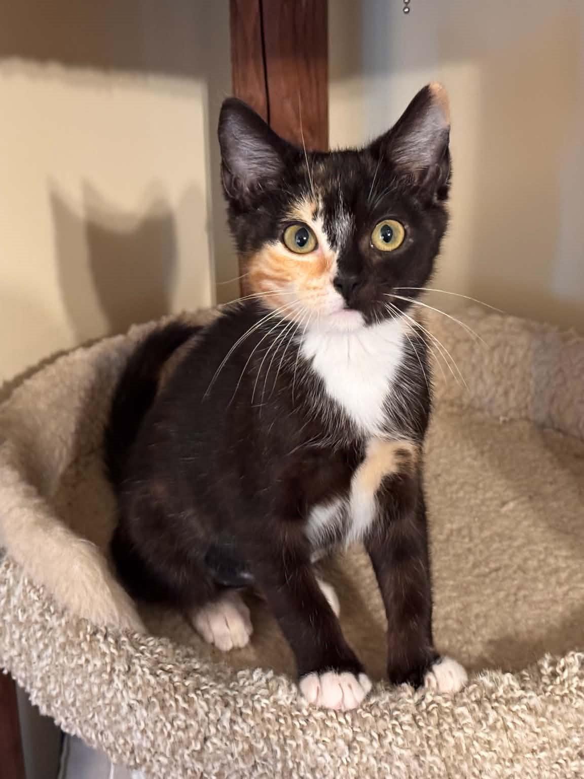 Aelin, a Adoptable mixed breed in Cookeville, TN image 1/3