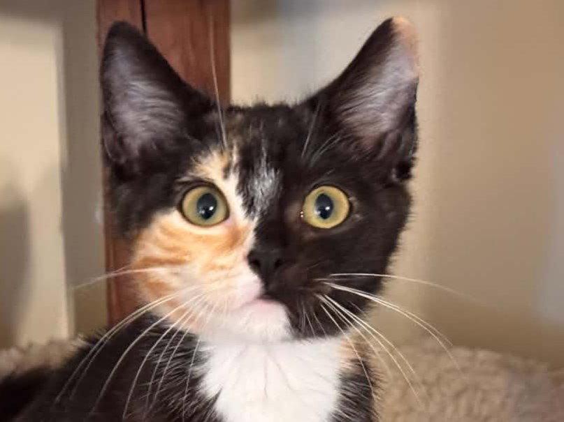Aelin, a Adoptable mixed breed in Cookeville, TN image 2/3