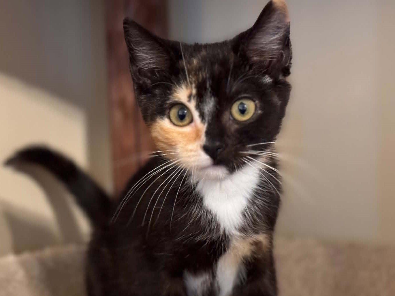 Aelin, a Adoptable mixed breed in Cookeville, TN image 3/3