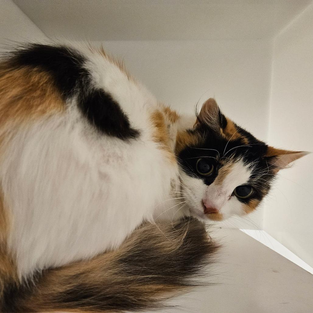 Pop Tart, Adoptable, Senior Female Domestic Short Hair.